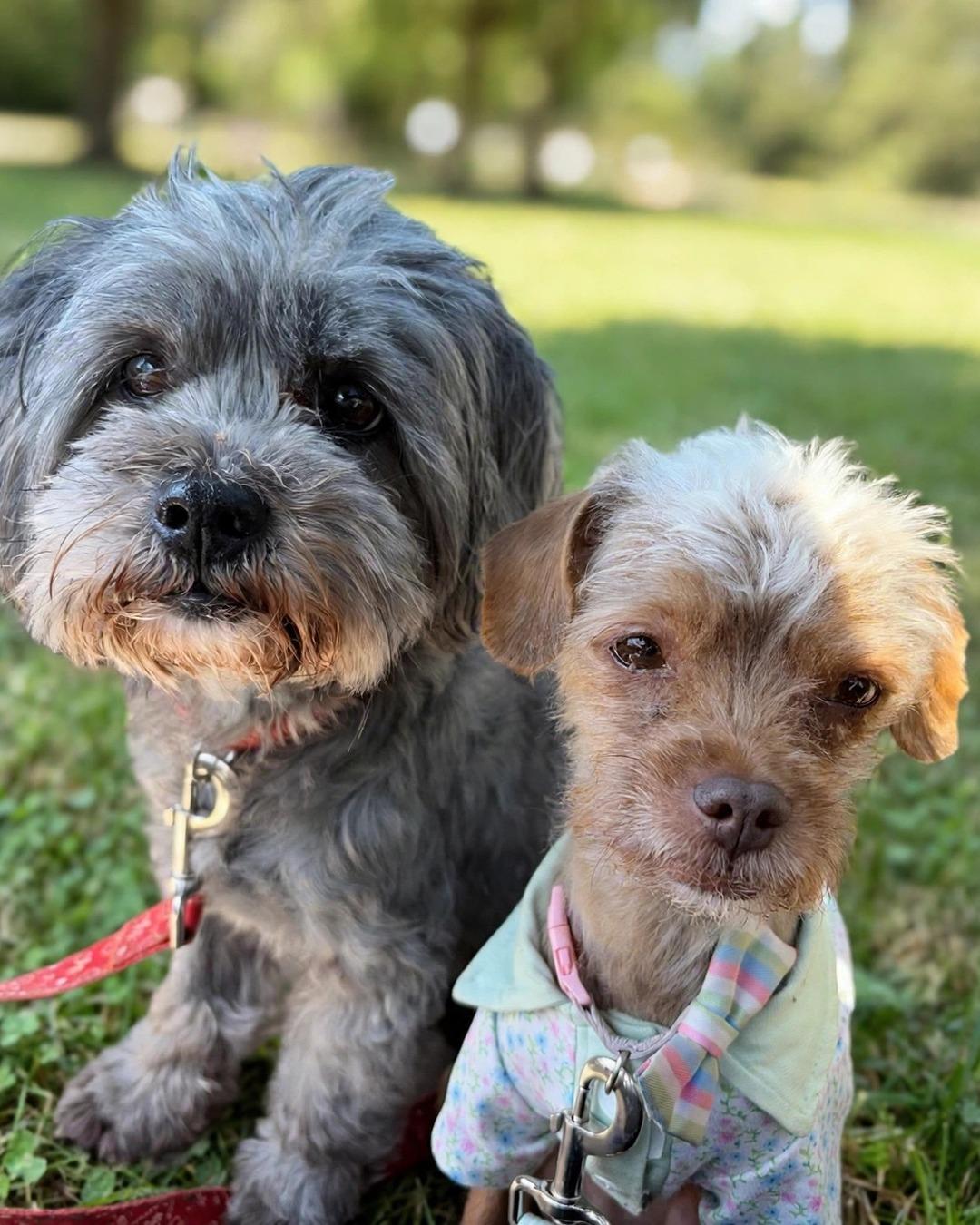 Enlarge Mufasa and Simba, a Adoptable mixed breed in Redondo Beach, CA image 2/6