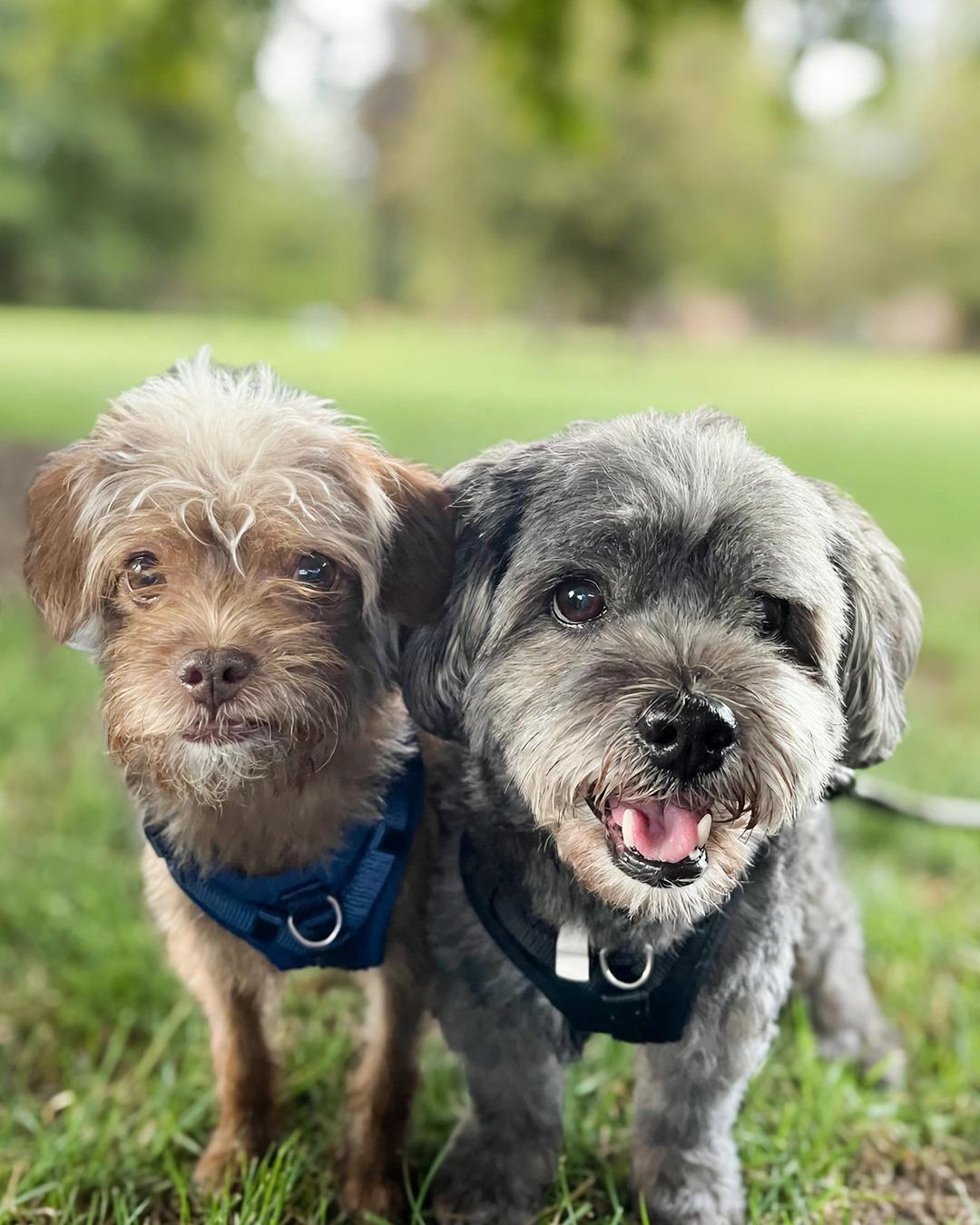 Enlarge Mufasa and Simba, a Adoptable mixed breed in Redondo Beach, CA image 3/6