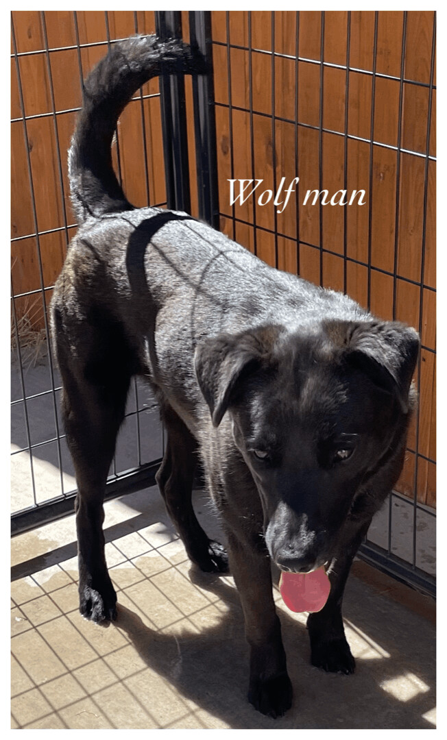 Wolf Man, a Adoptable mixed breed in Canyon, TX image 1/2