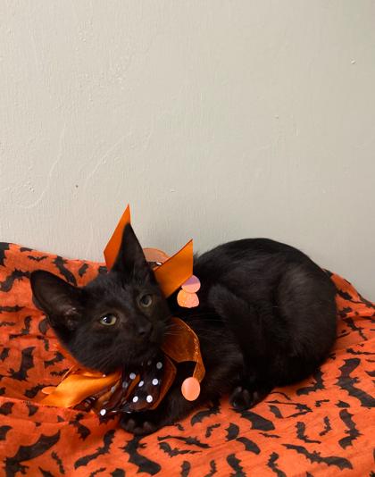 Dawn, Adoptable, Kitten Female Domestic Short Hair & Domestic Short Hair.