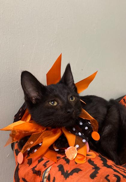 Enlarge Dawn, a Adoptable Domestic Short Hair in Picayune, MS image 2/2