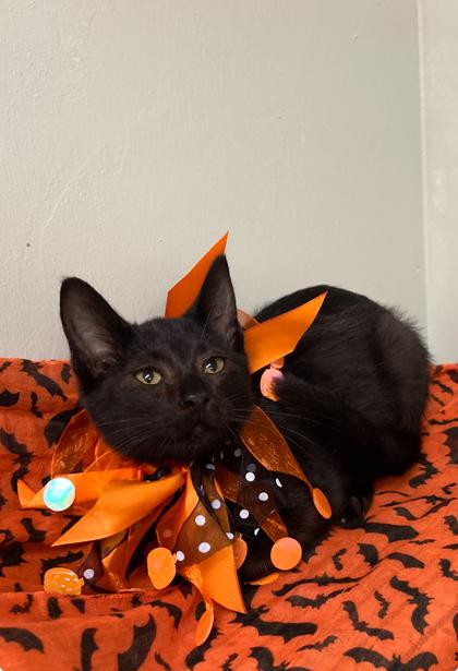 Enlarge $00 Dawn, a Adoptable Domestic Short Hair in Picayune, MS image 3/3