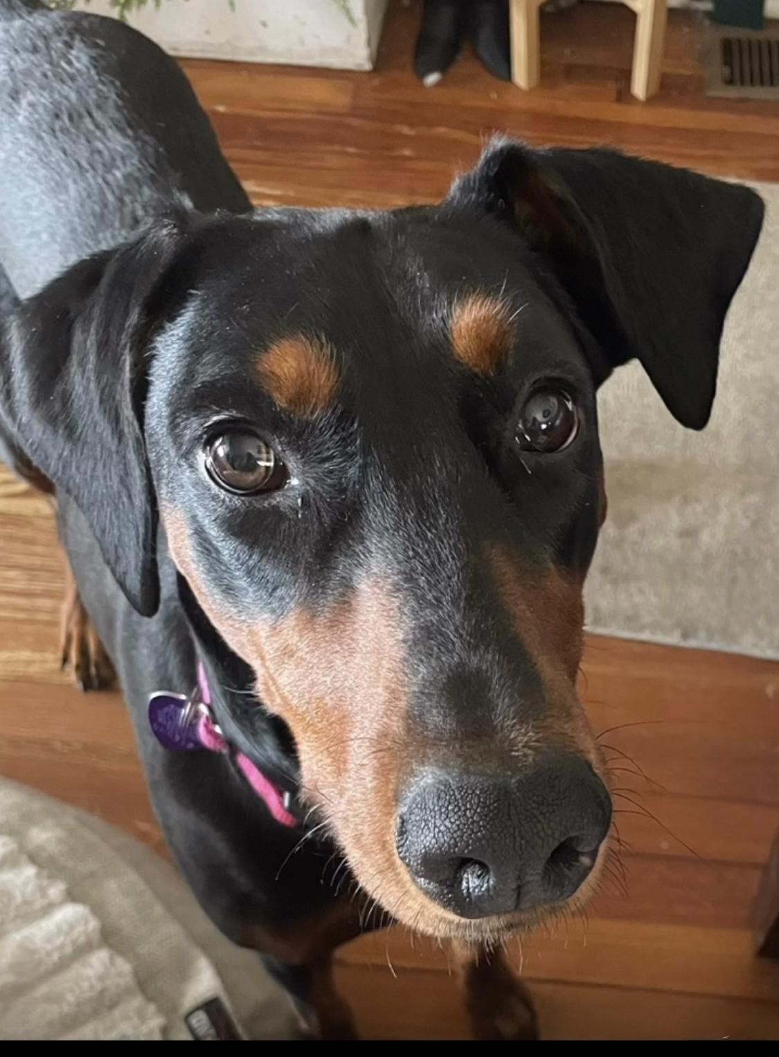 Enlarge Xena, an adoptable Doberman Pinscher in Gloucester, NJ image 4/6