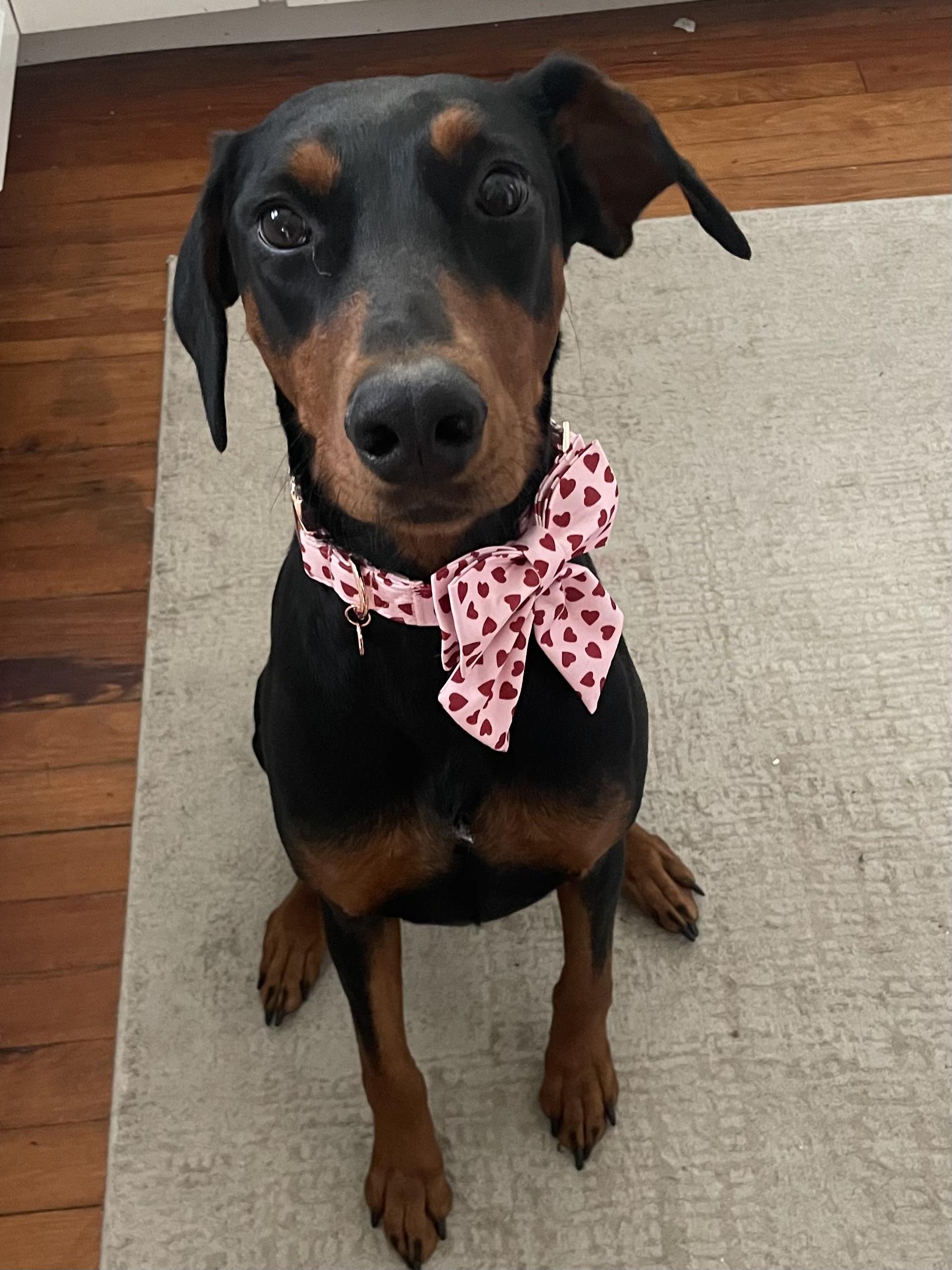 Xena, adoptable, Young Female Doberman Pinscher.
