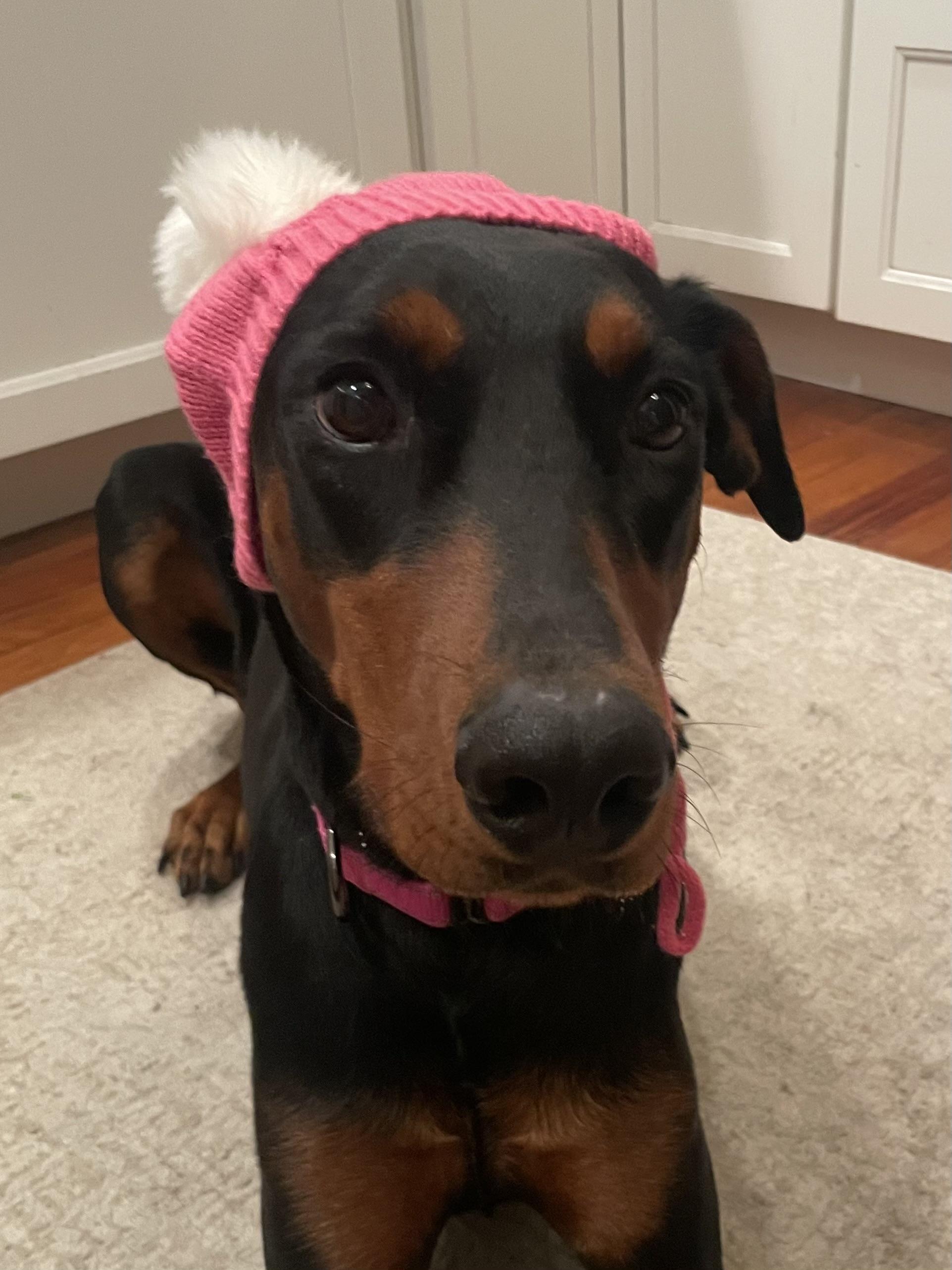 Enlarge Xena, an adoptable Doberman Pinscher in Gloucester, NJ image 3/6