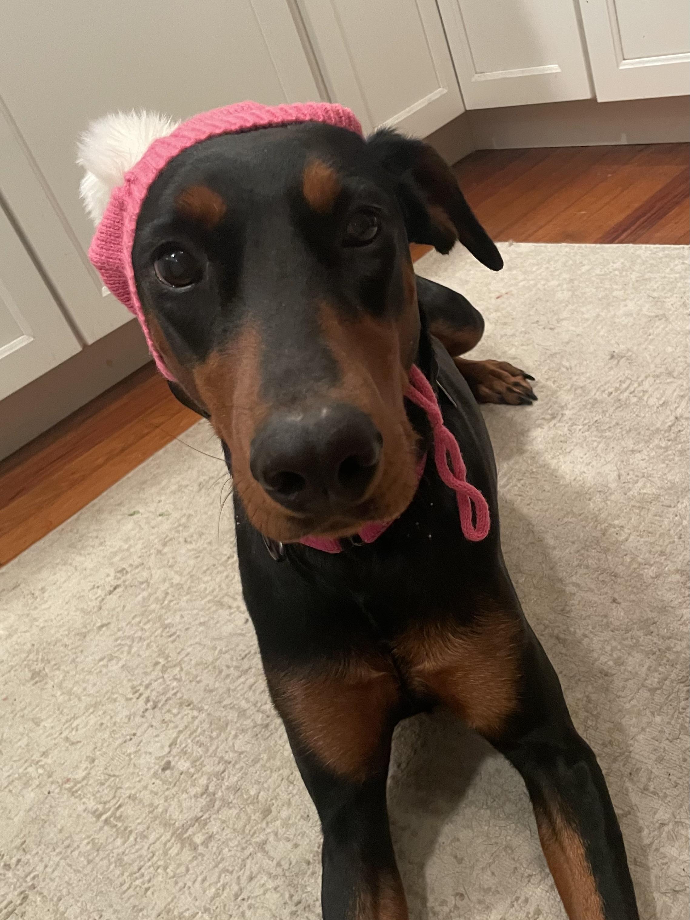 Enlarge Xena, an adoptable Doberman Pinscher in Gloucester, NJ image 5/6