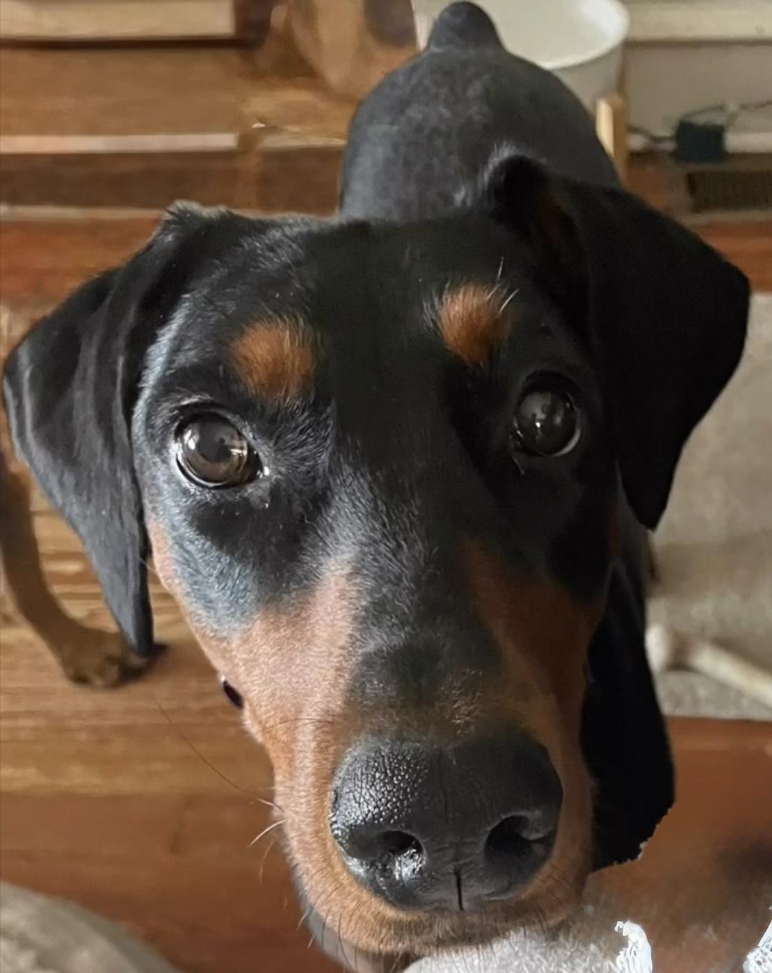 Enlarge Xena, an adoptable Doberman Pinscher in Gloucester, NJ image 2/6