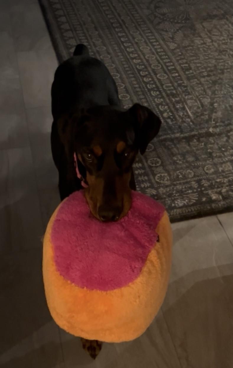 Xena, adoptable, Young Female Doberman Pinscher.