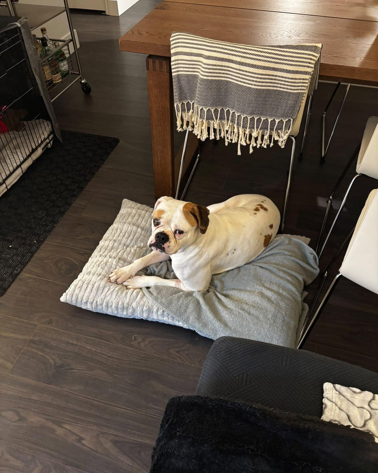 Enlarge LAYLA, a Adoptable mixed breed in Coquitlam, BC image 4/6