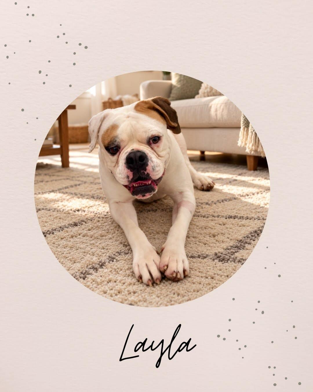 Enlarge LAYLA, a Adoptable mixed breed in Coquitlam, BC image 1/6