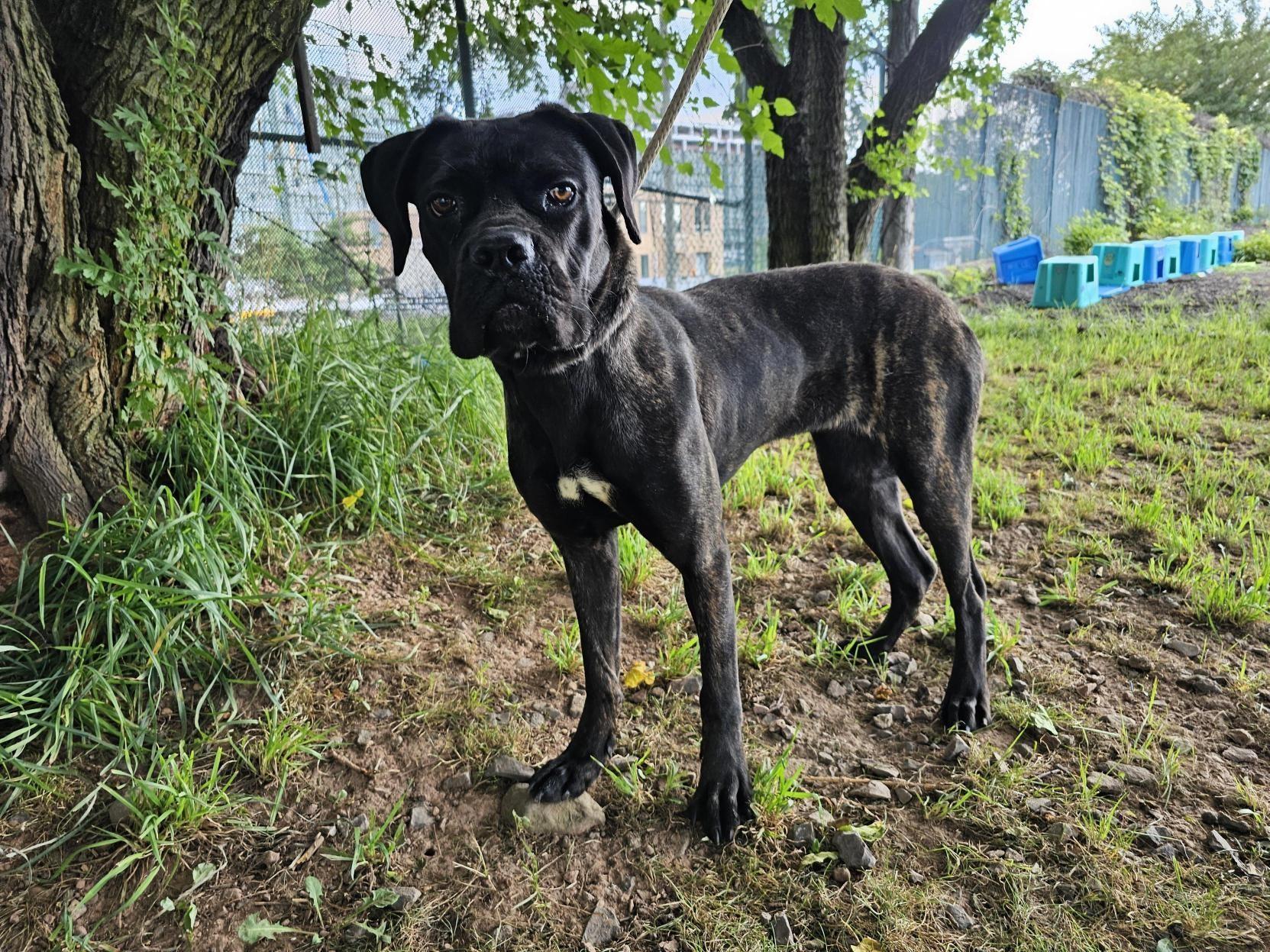 Enlarge Doodlebug, a Adoptable Cane Corso in Jersey city, NJ image 1/3