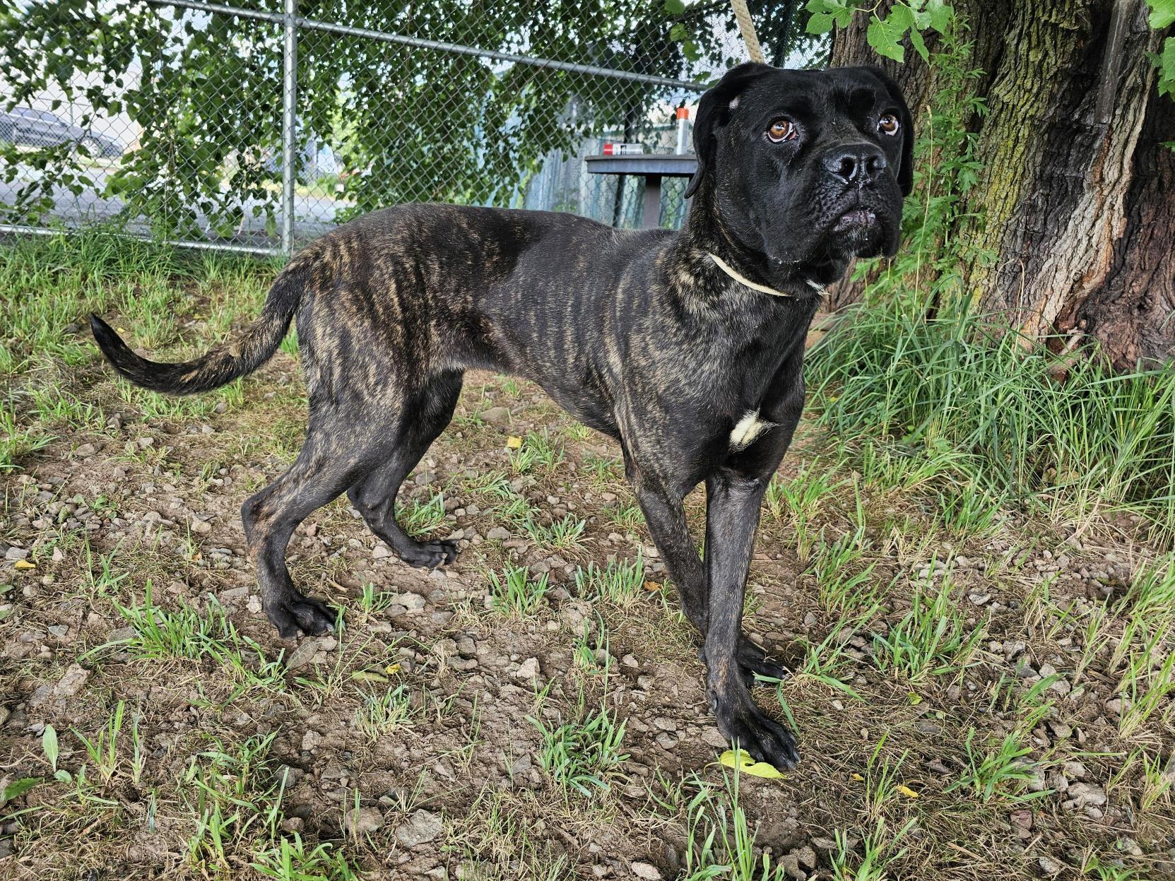 Enlarge Doodlebug, a Adoptable Cane Corso in Jersey city, NJ image 2/3