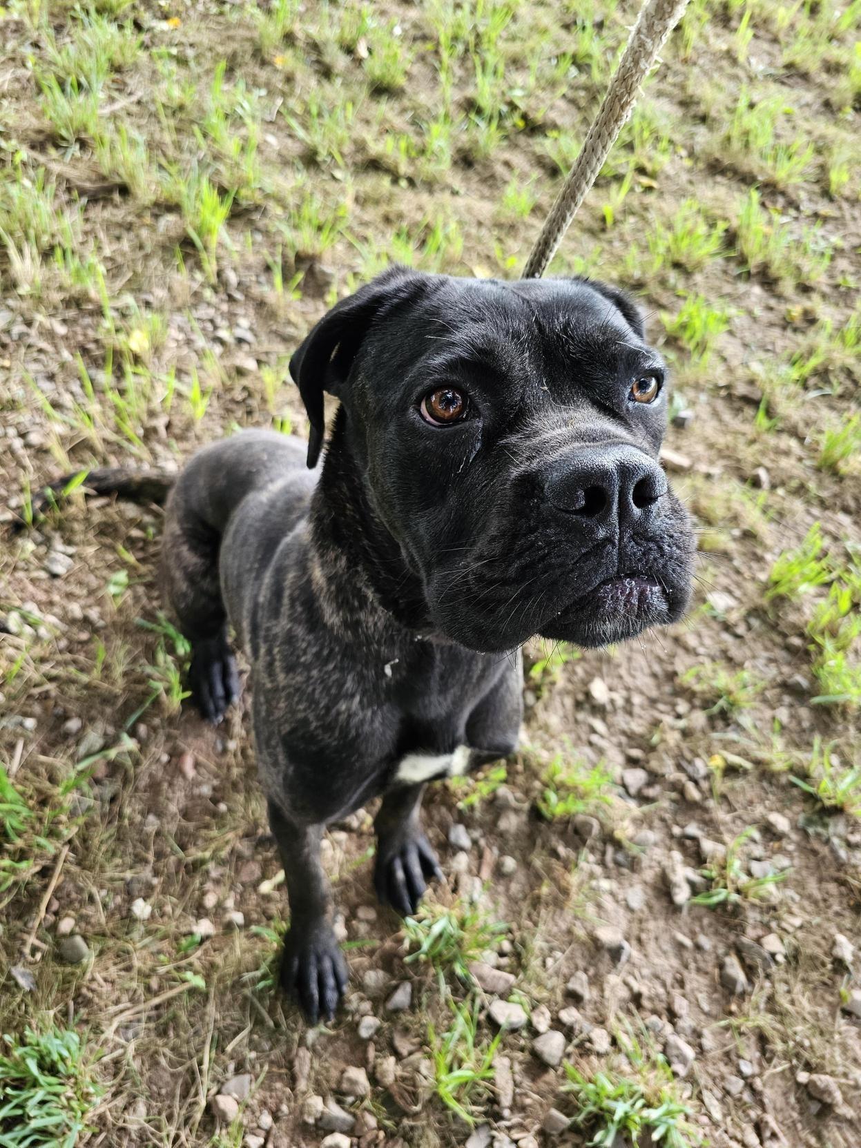 Enlarge Doodlebug, a Adoptable Cane Corso in Jersey city, NJ image 3/3