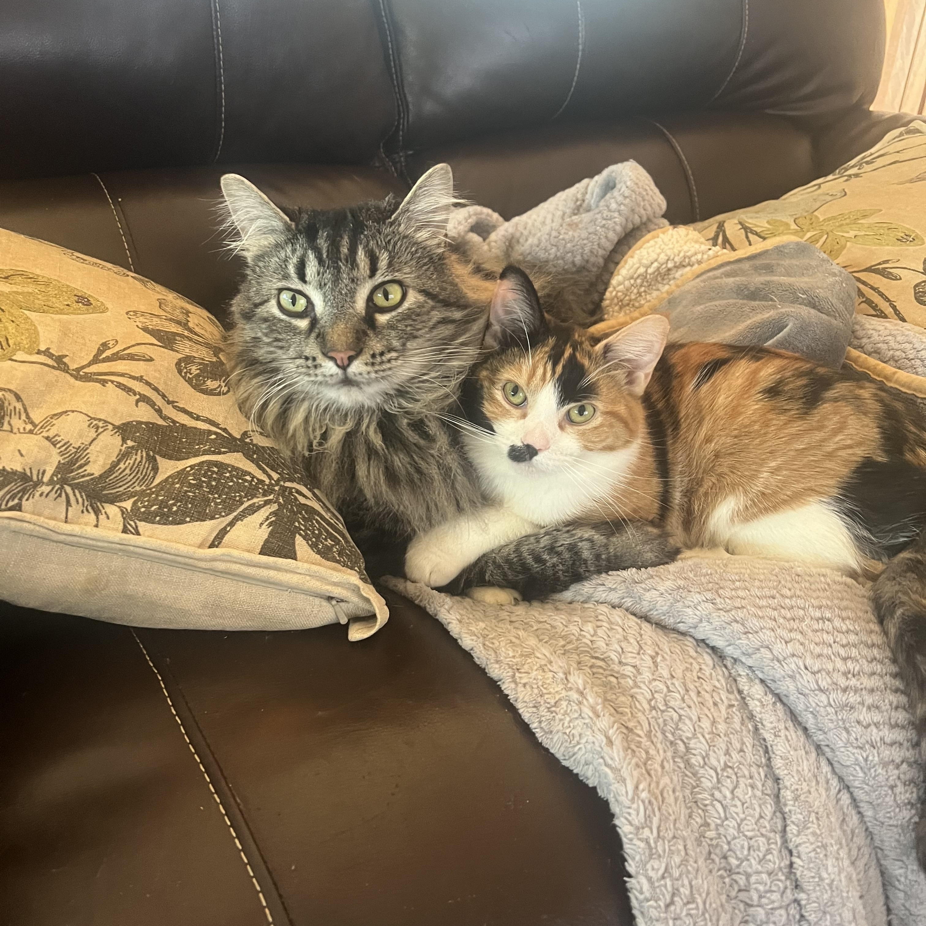 Anita Ko, Adoptable, Young Female Calico.