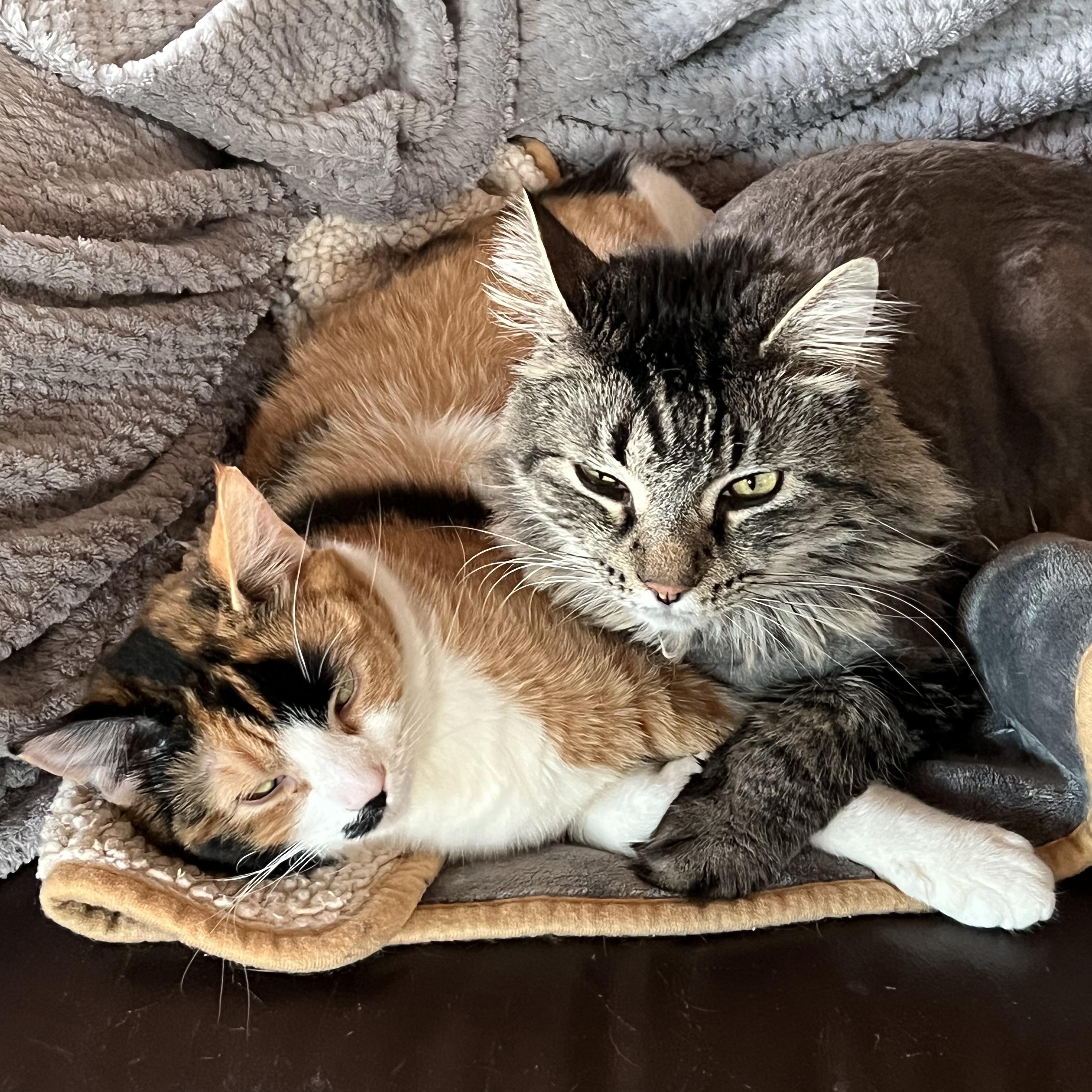 Anita Ko, a Adoptable Calico in Springfield, OR image 2/5