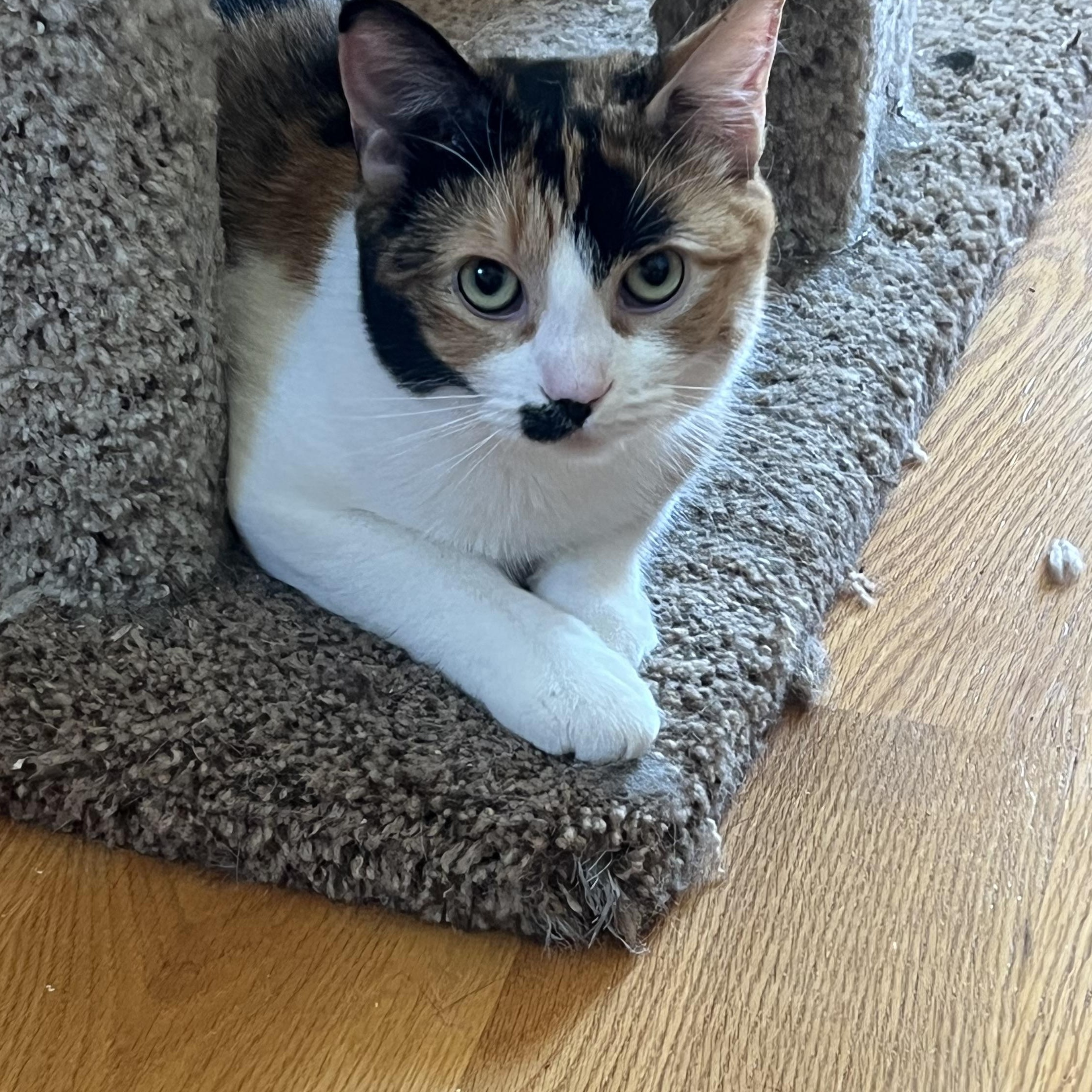 Anita Ko, Adoptable, Young Female Calico.