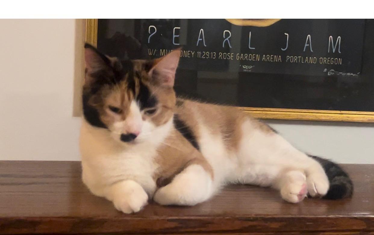 Anita Ko, a Adoptable Calico in Springfield, OR image 4/5