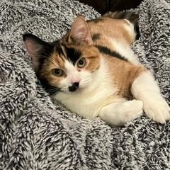 Anita Ko, a Adoptable Calico in Springfield, OR image 5/5