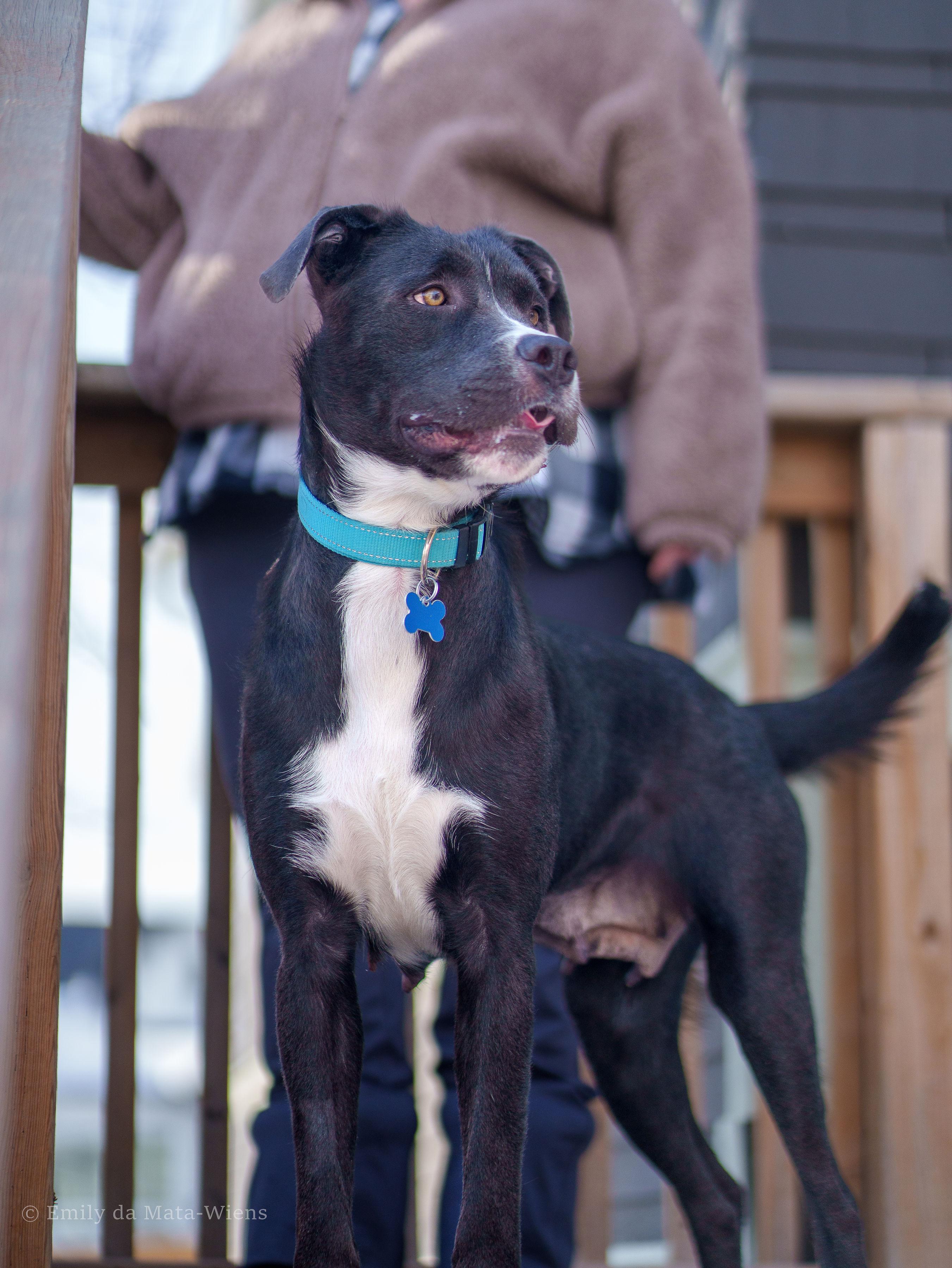 Enlarge Freya , an adoptable mixed breed in Winnipeg, MB image 4/6