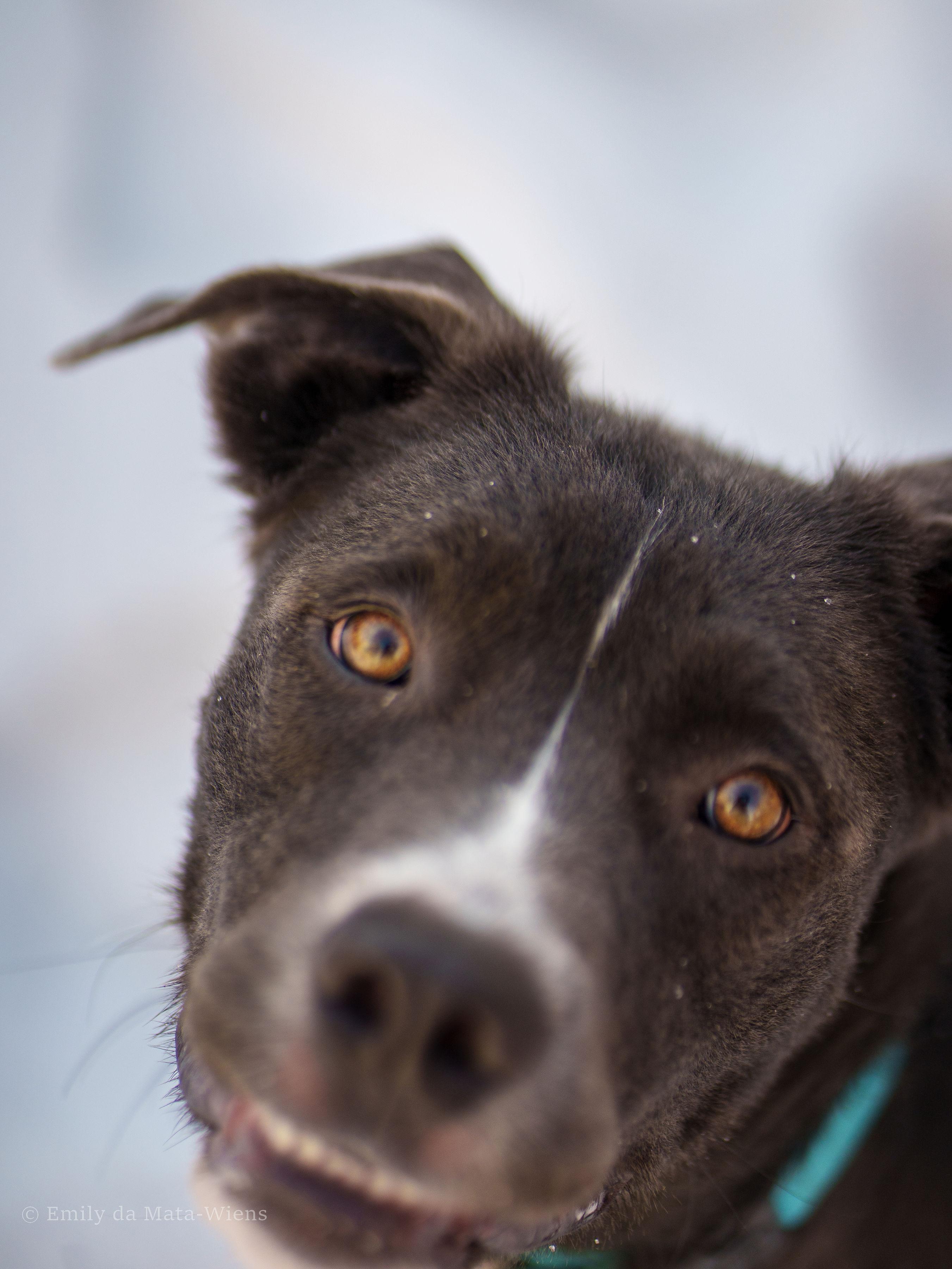 Freya , adoptable, Young Female Mastiff.