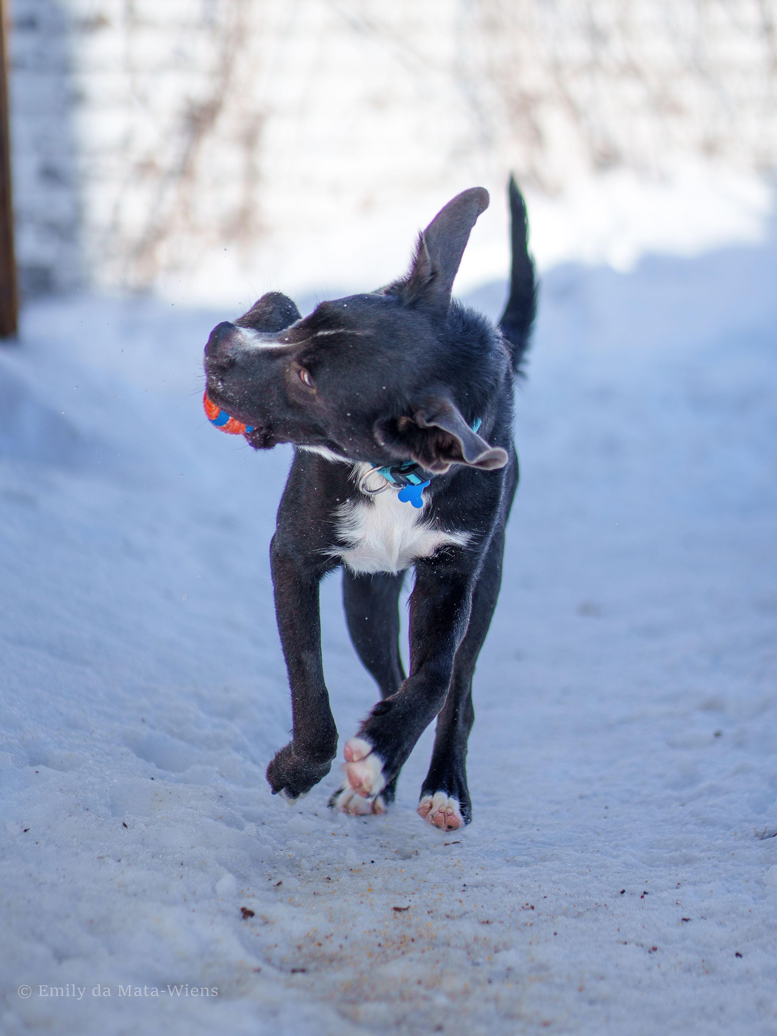 Enlarge Freya , an adoptable mixed breed in Winnipeg, MB image 2/6