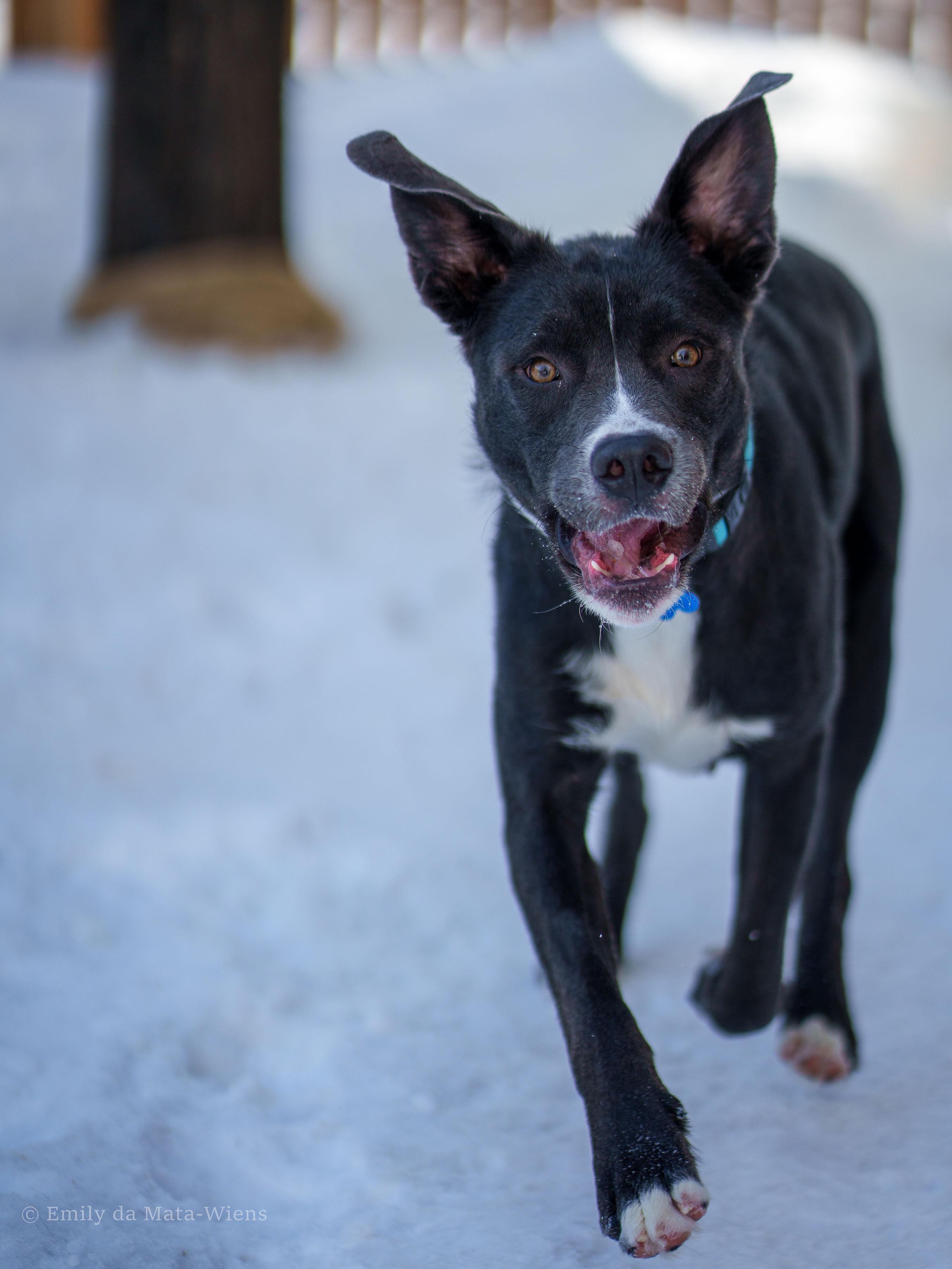 Enlarge Freya , an adoptable mixed breed in Winnipeg, MB image 6/6
