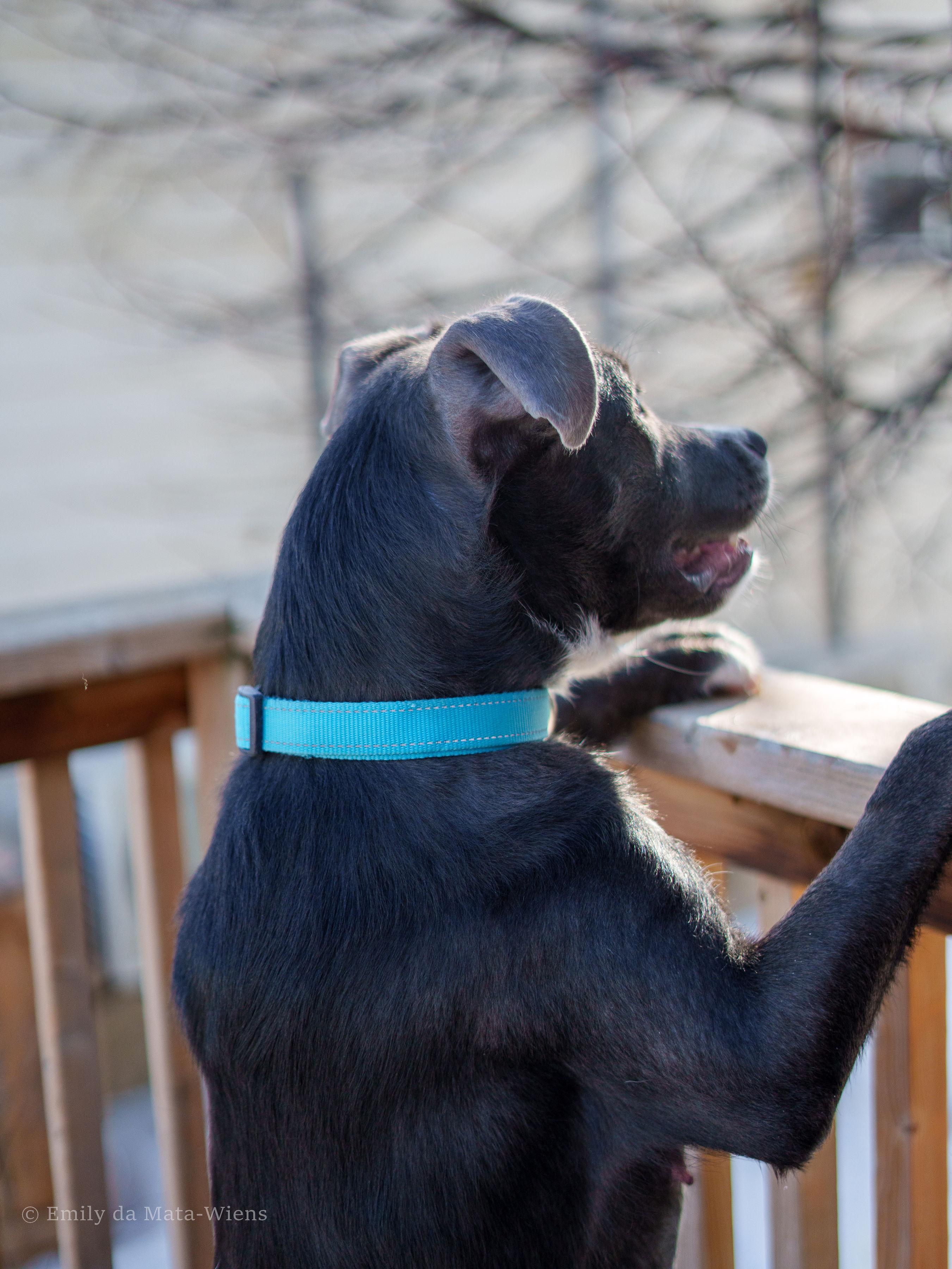 Enlarge Freya , an adoptable mixed breed in Winnipeg, MB image 3/6