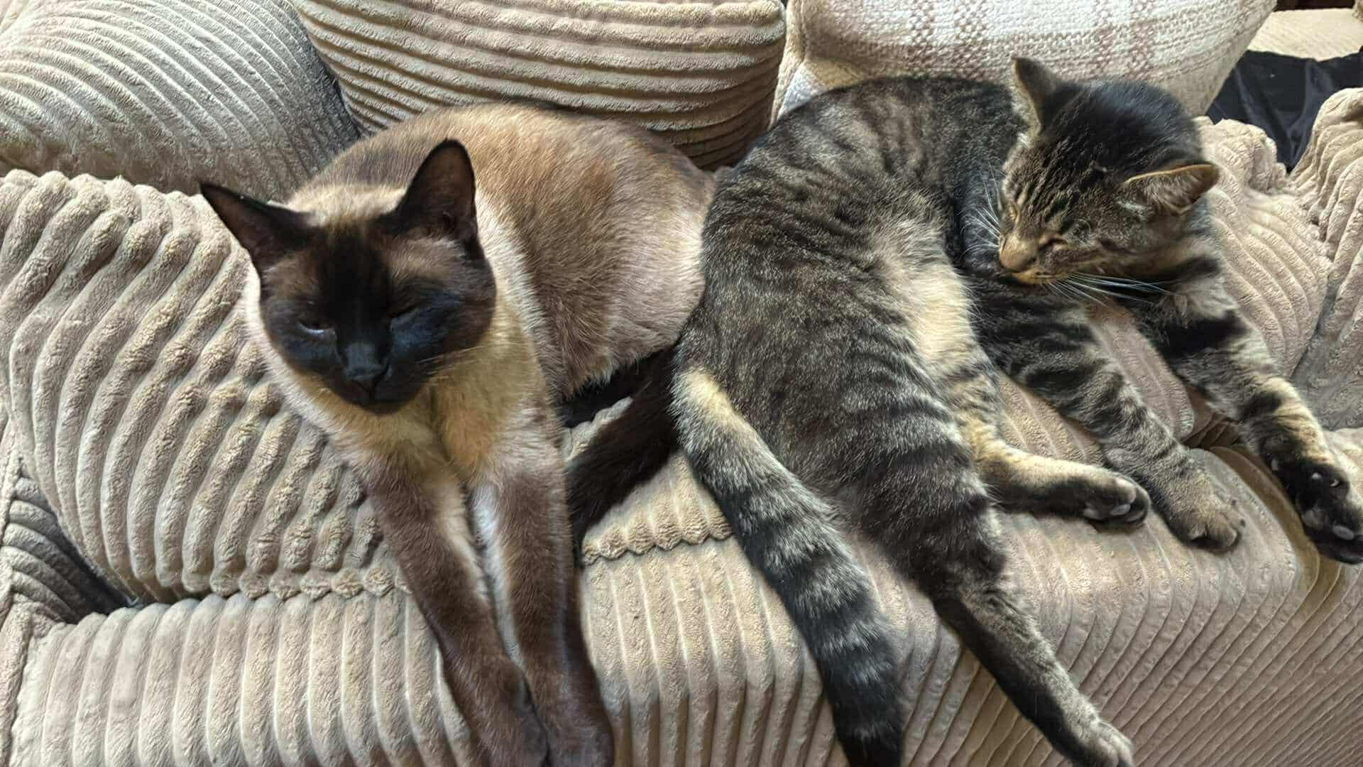 Bonded Boys