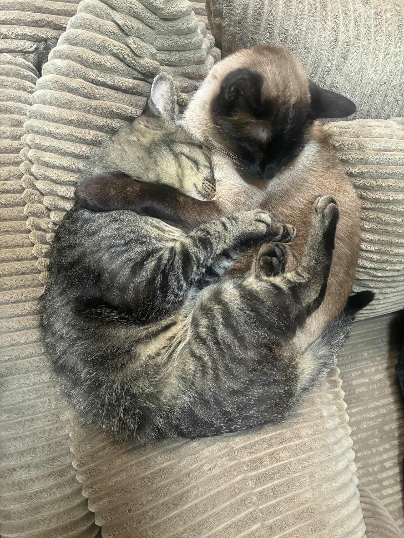 Bonded Boys