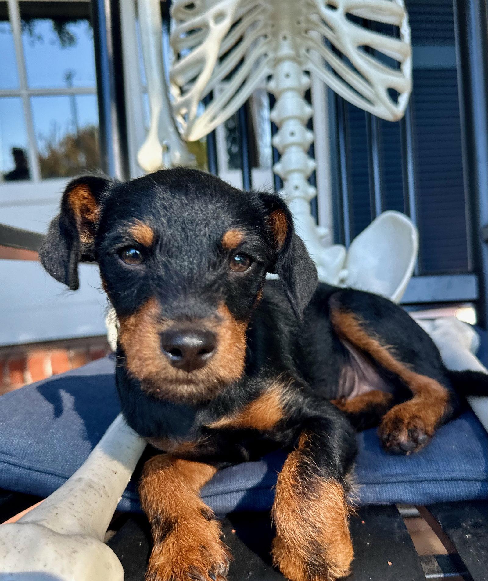 Beyond, Adopted, Puppy Male Schnauzer & Patterdale Terrier / Fell Terrier.