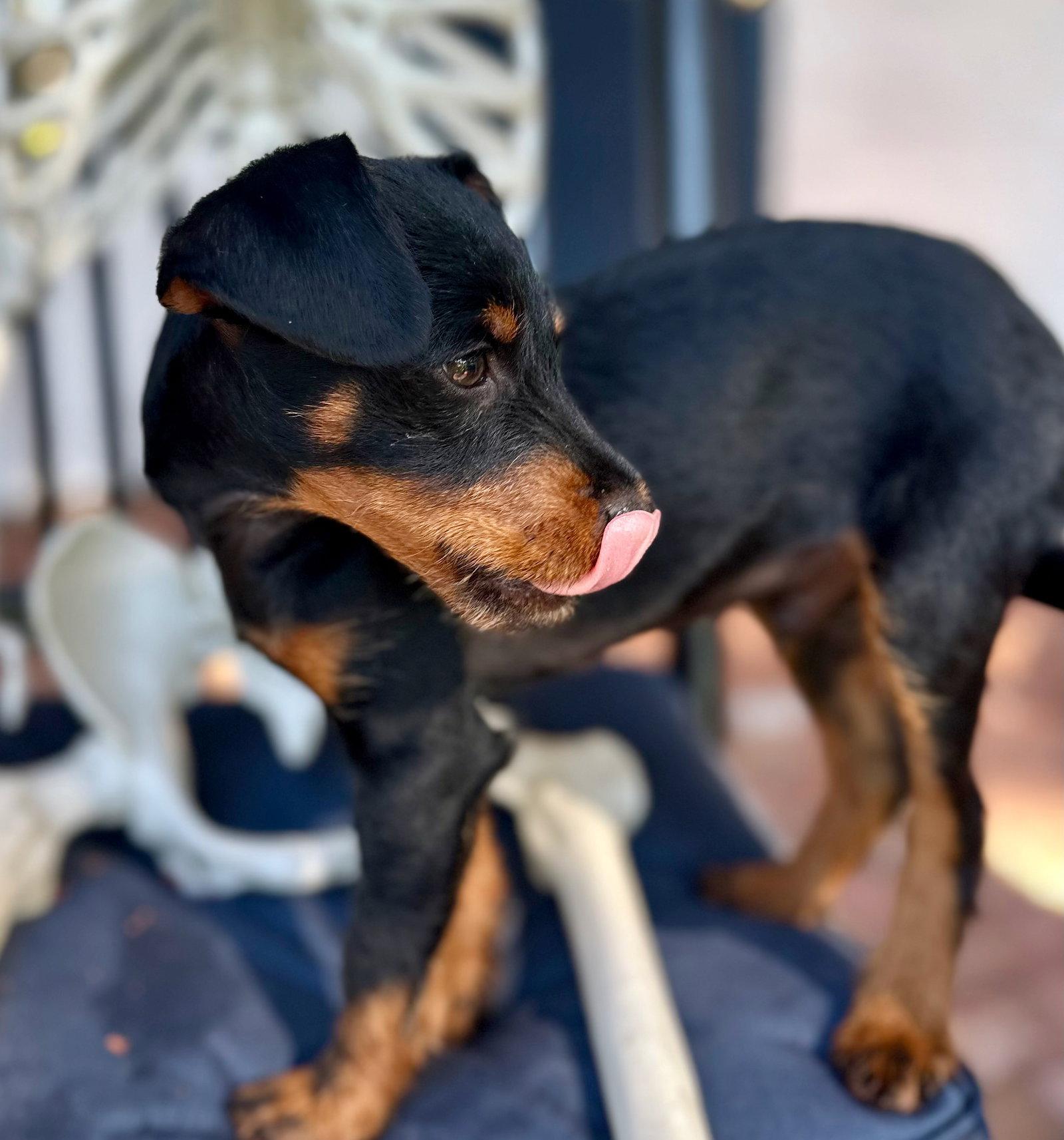 Enlarge Beyond, a Adopted mixed breed in Palo Alto, CA image 2/3