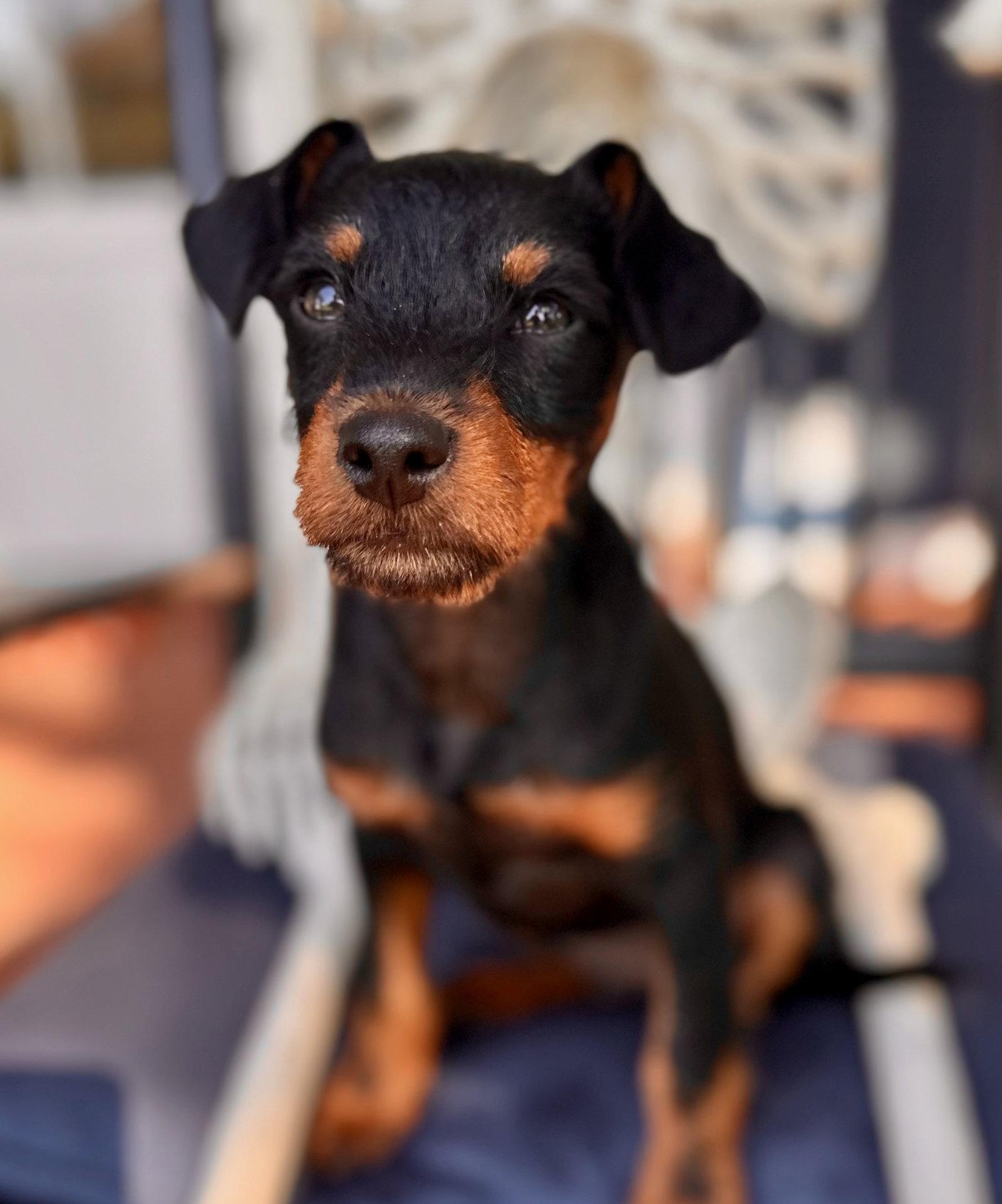 Enlarge Beyond, a Adopted mixed breed in Palo Alto, CA image 3/3