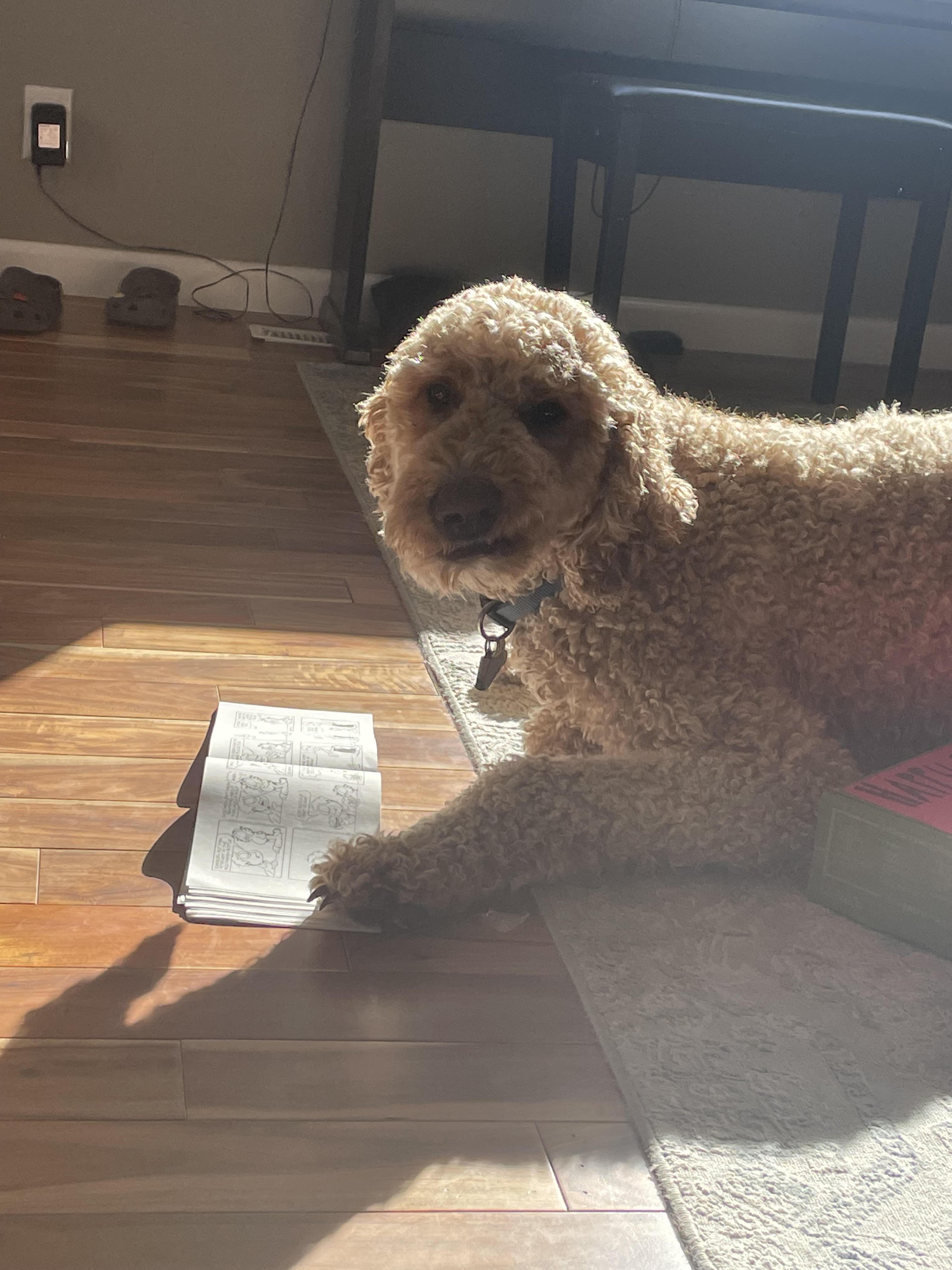 HARVEY, a ADOPTABLE Goldendoodle in Pocatello, ID image 2/5
