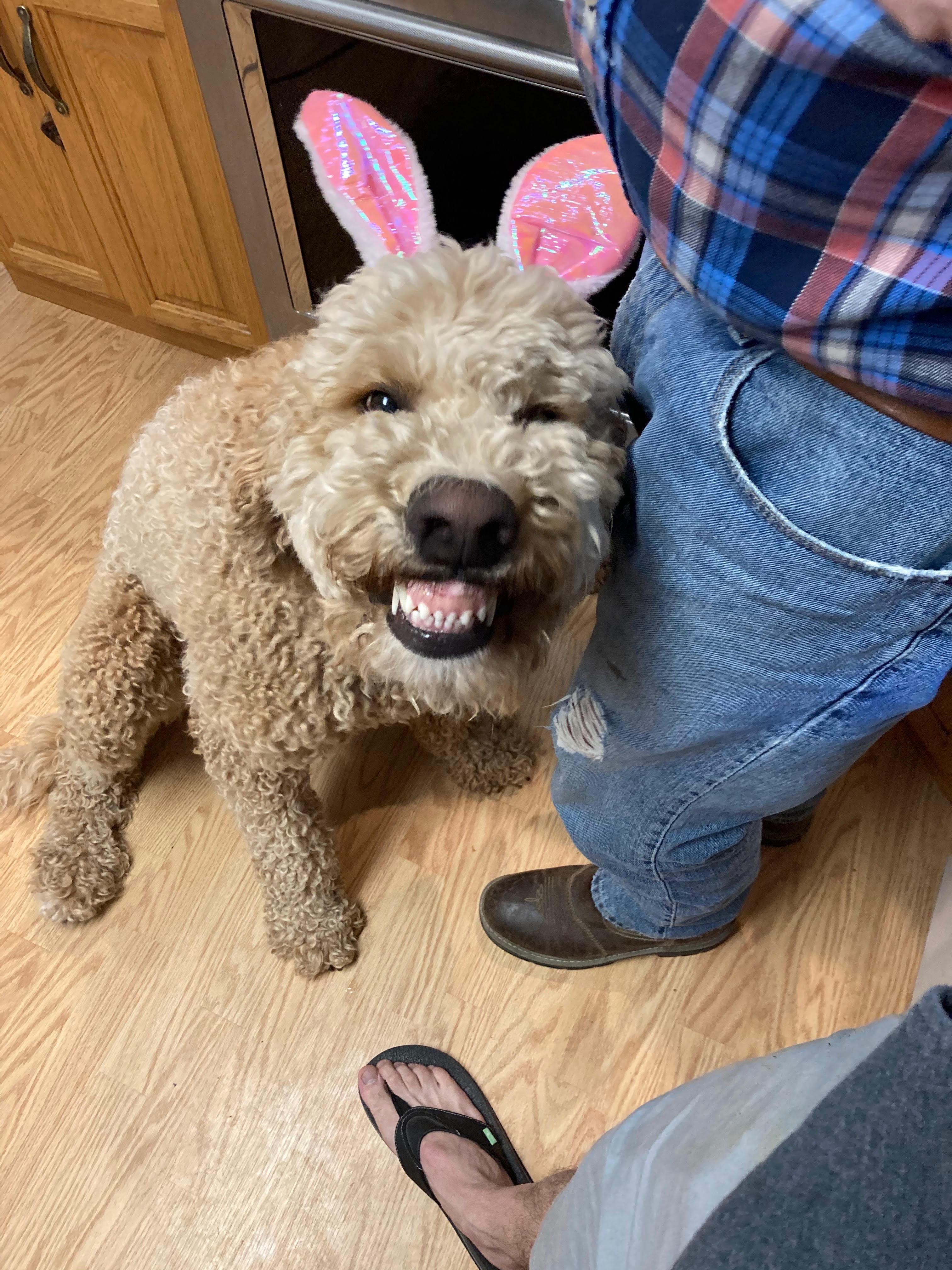 HARVEY, ADOPTABLE, Adult Male Goldendoodle.