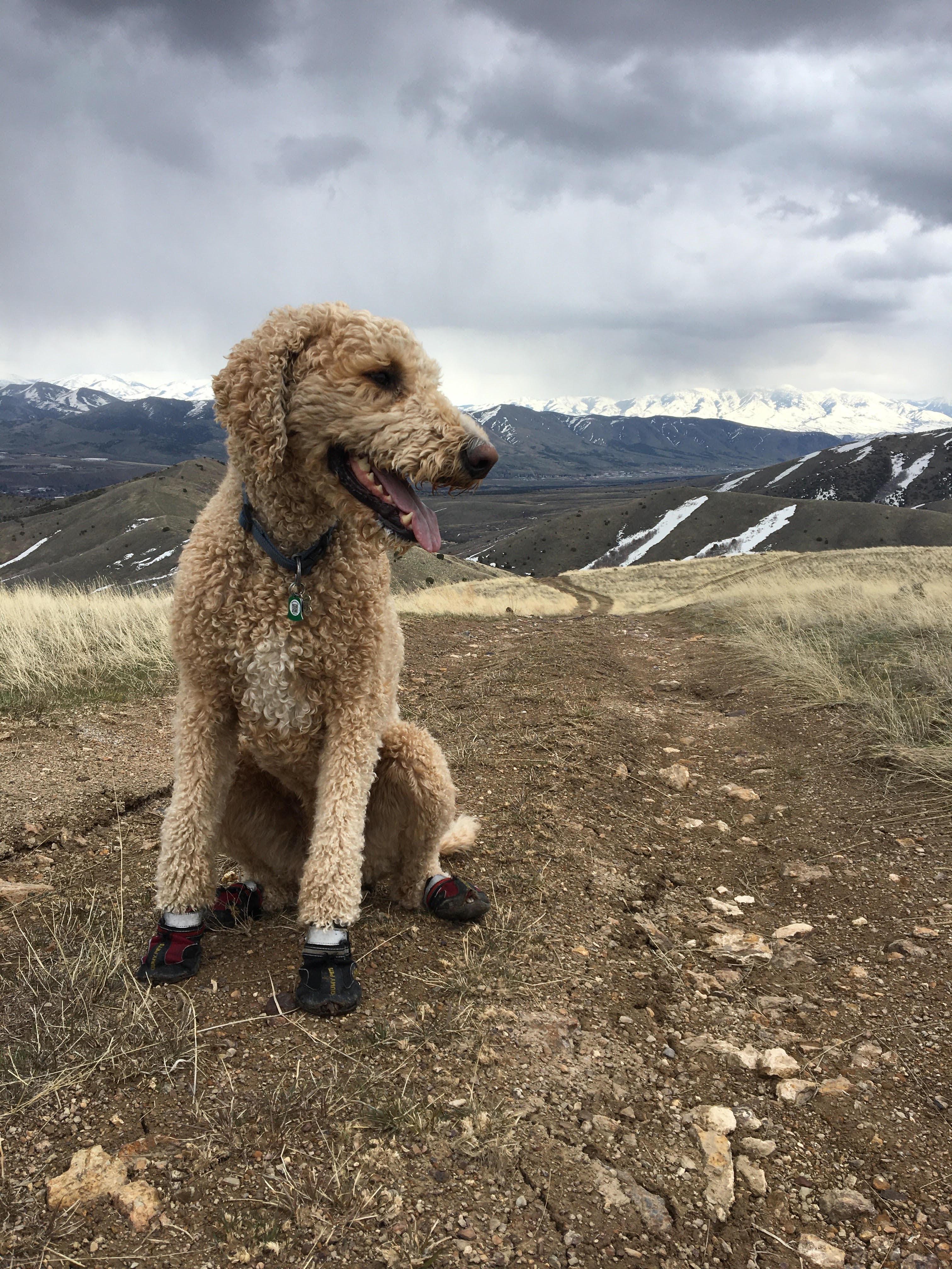 HARVEY, a ADOPTABLE Goldendoodle in Pocatello, ID image 3/5