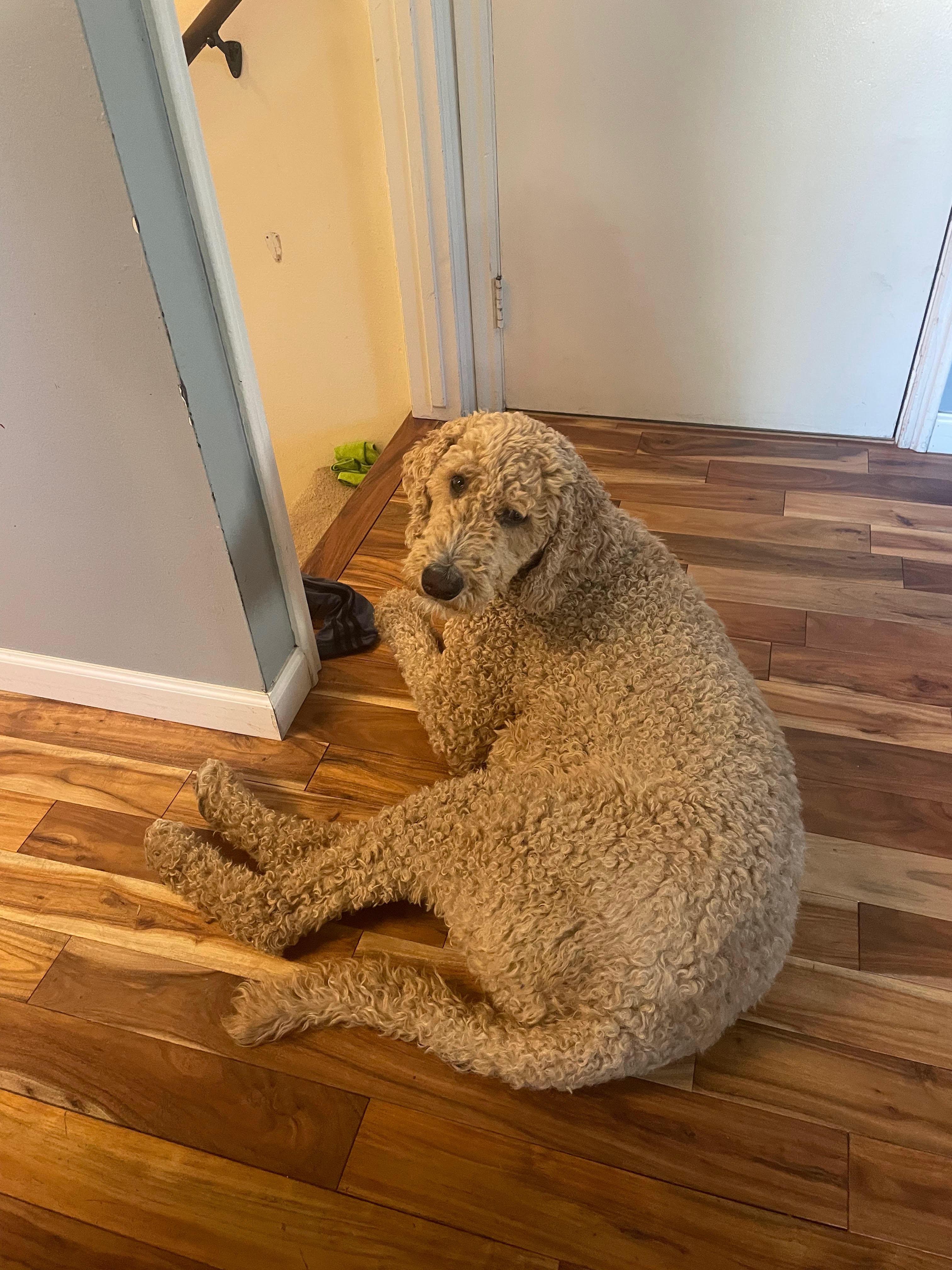 HARVEY, a ADOPTABLE Goldendoodle in Pocatello, ID image 5/5