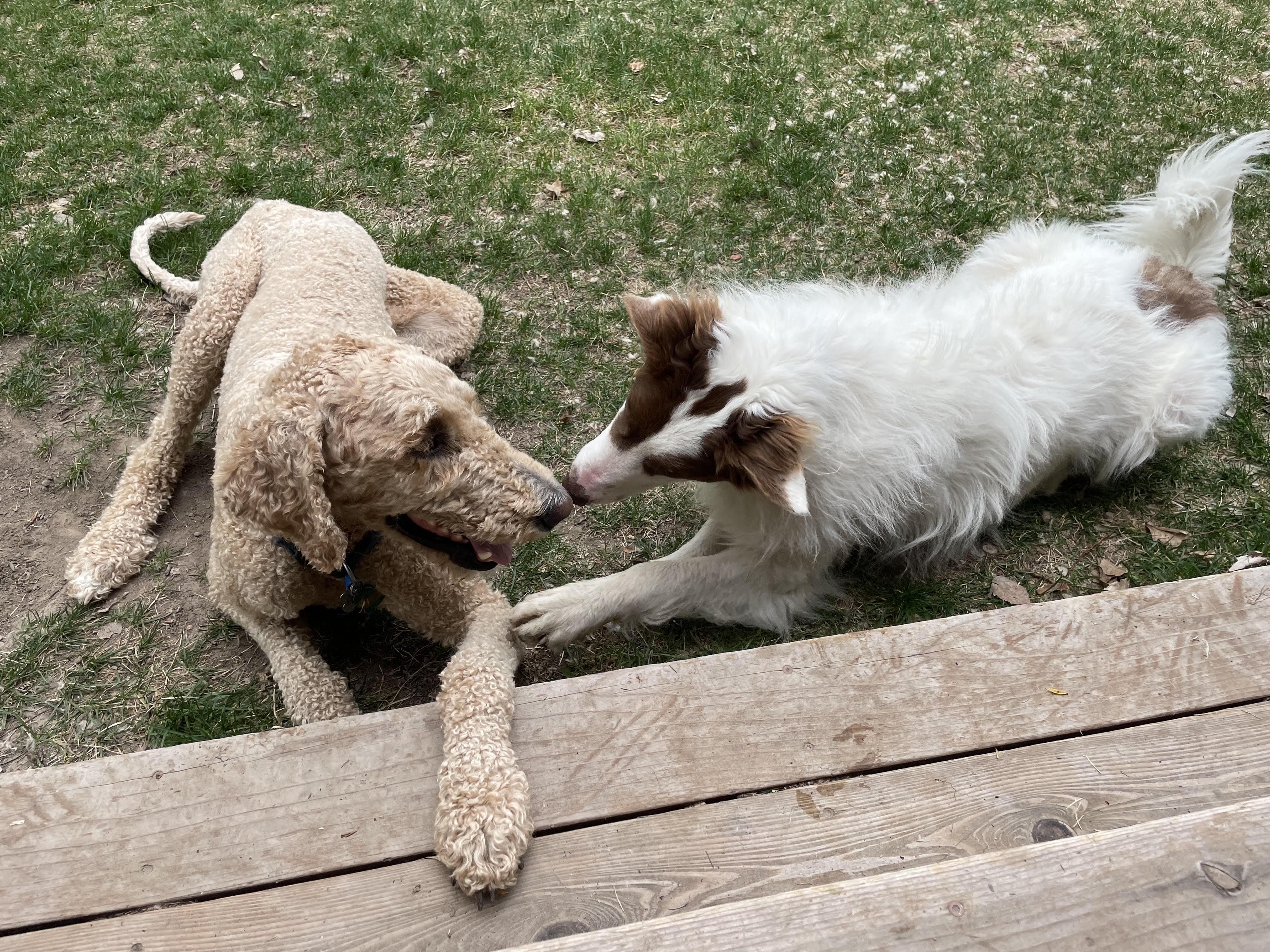 HARVEY, a ADOPTABLE Goldendoodle in Pocatello, ID image 4/5