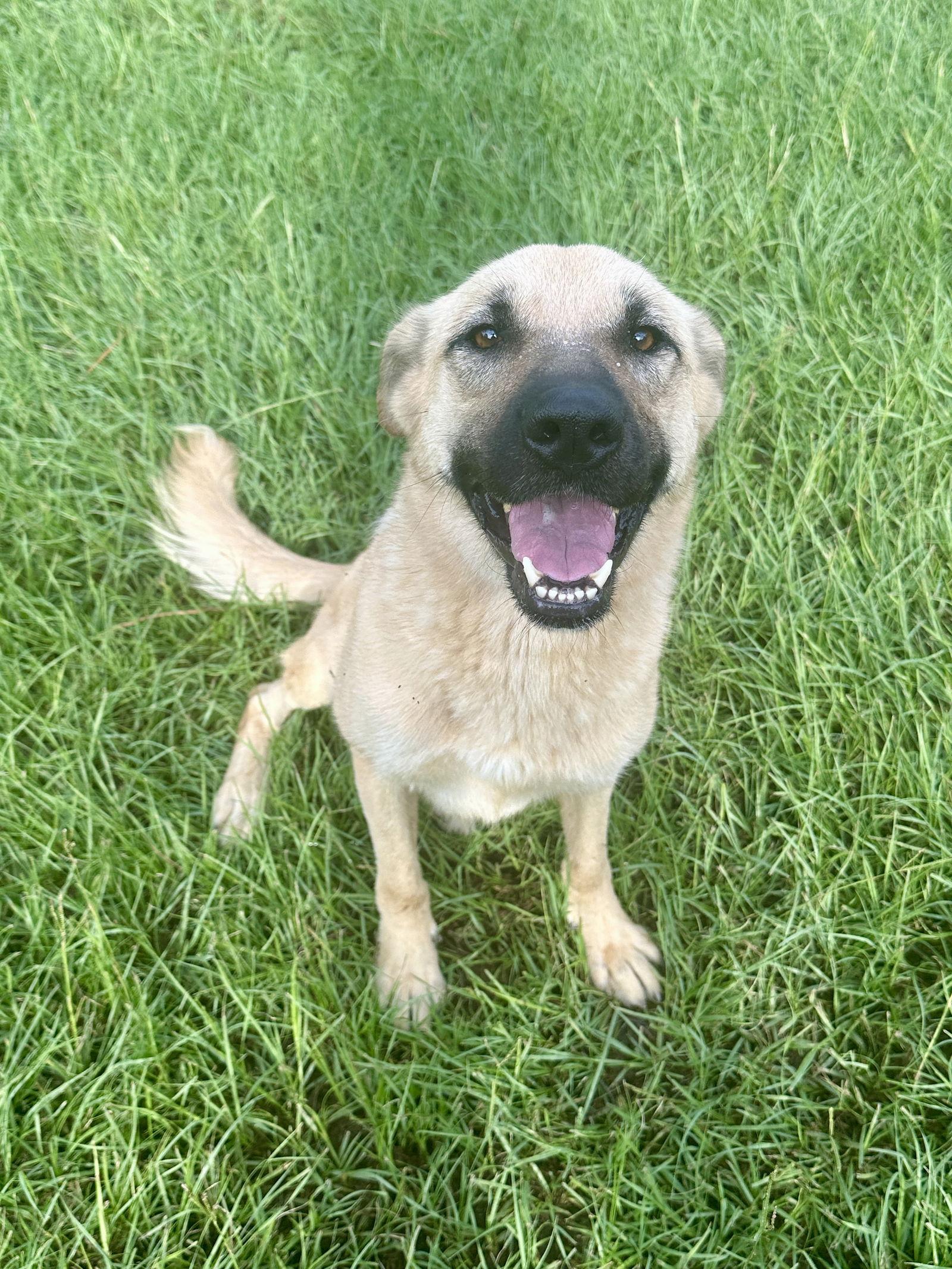Honey, a Adoptable German Shepherd Dog in Eastman, GA image 1/3
