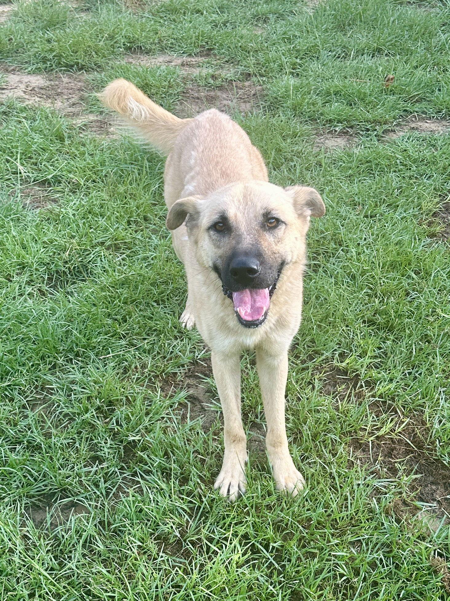 Honey, a Adoptable German Shepherd Dog in Eastman, GA image 2/3