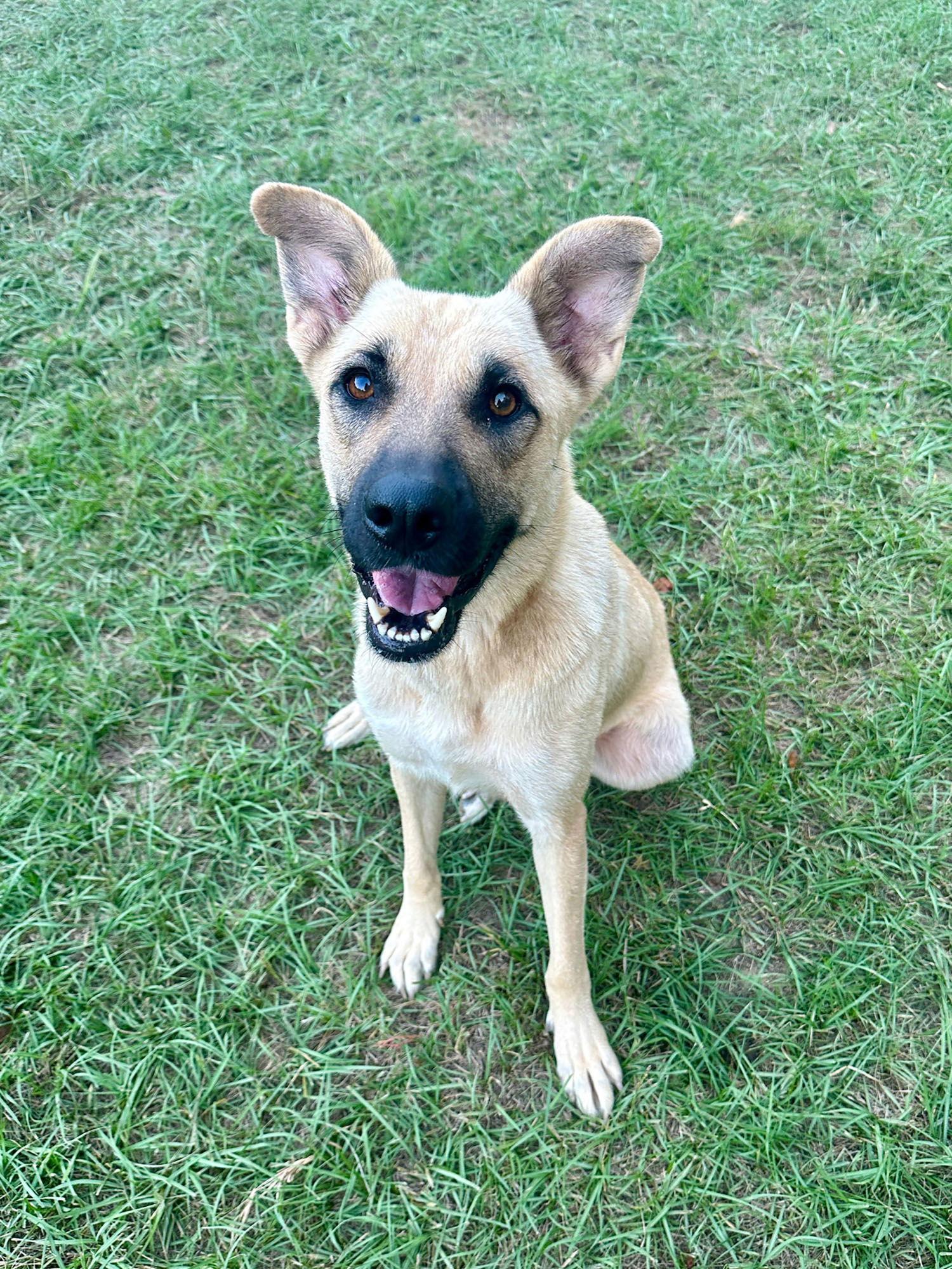 Honey, a Adoptable German Shepherd Dog in Eastman, GA image 3/3