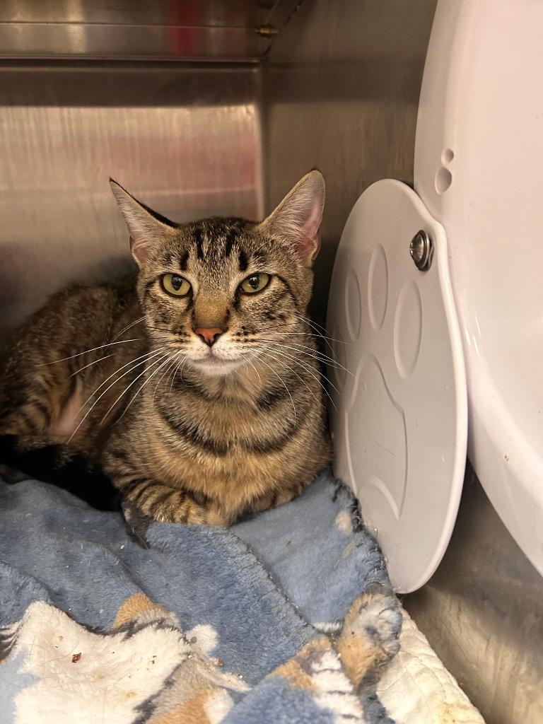Mimosa, Adoptable, Young Female Domestic Short Hair.