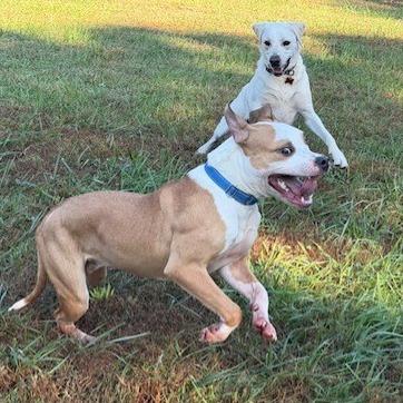 Guac, Adoptable, Young Male American Staffordshire Terrier.