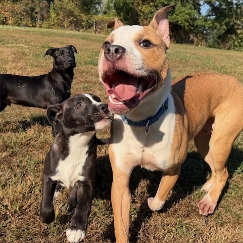 Guac, a Adoptable American Staffordshire Terrier in Kansas City, MO image 2/6