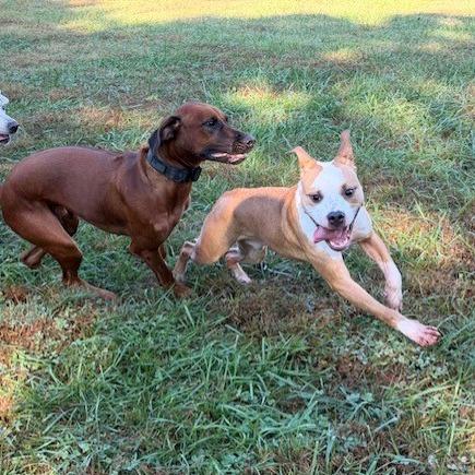 Guac, a Adoptable American Staffordshire Terrier in Kansas City, MO image 3/6