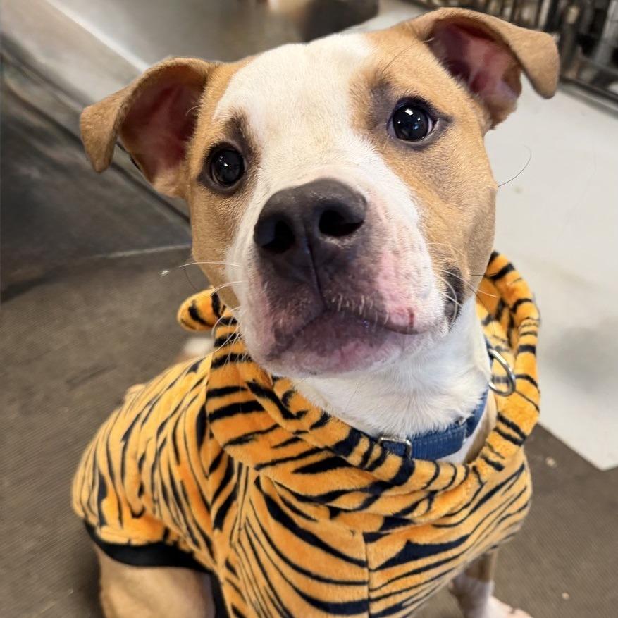 Enlarge Guac, a Adoptable American Staffordshire Terrier in Kansas City, MO image 5/6