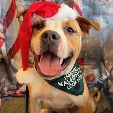 Guac, a Adoptable American Staffordshire Terrier in Kansas City, MO image 5/6