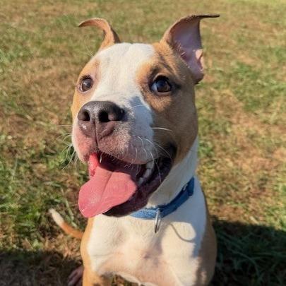 Guac, a Adoptable American Staffordshire Terrier in Kansas City, MO image 6/6