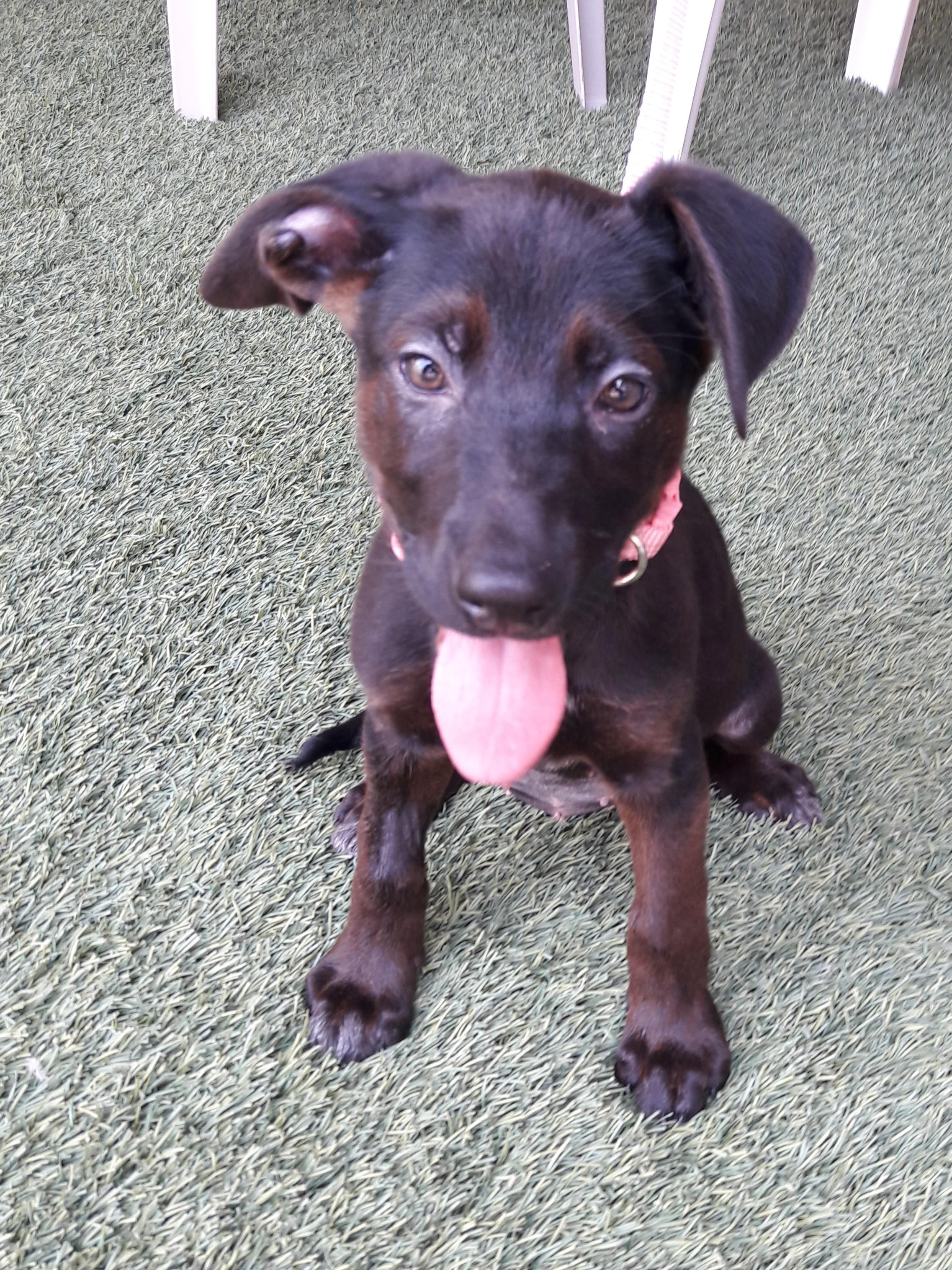 Shirley, an adopted mixed breed in Mesquite, NV image 2/3