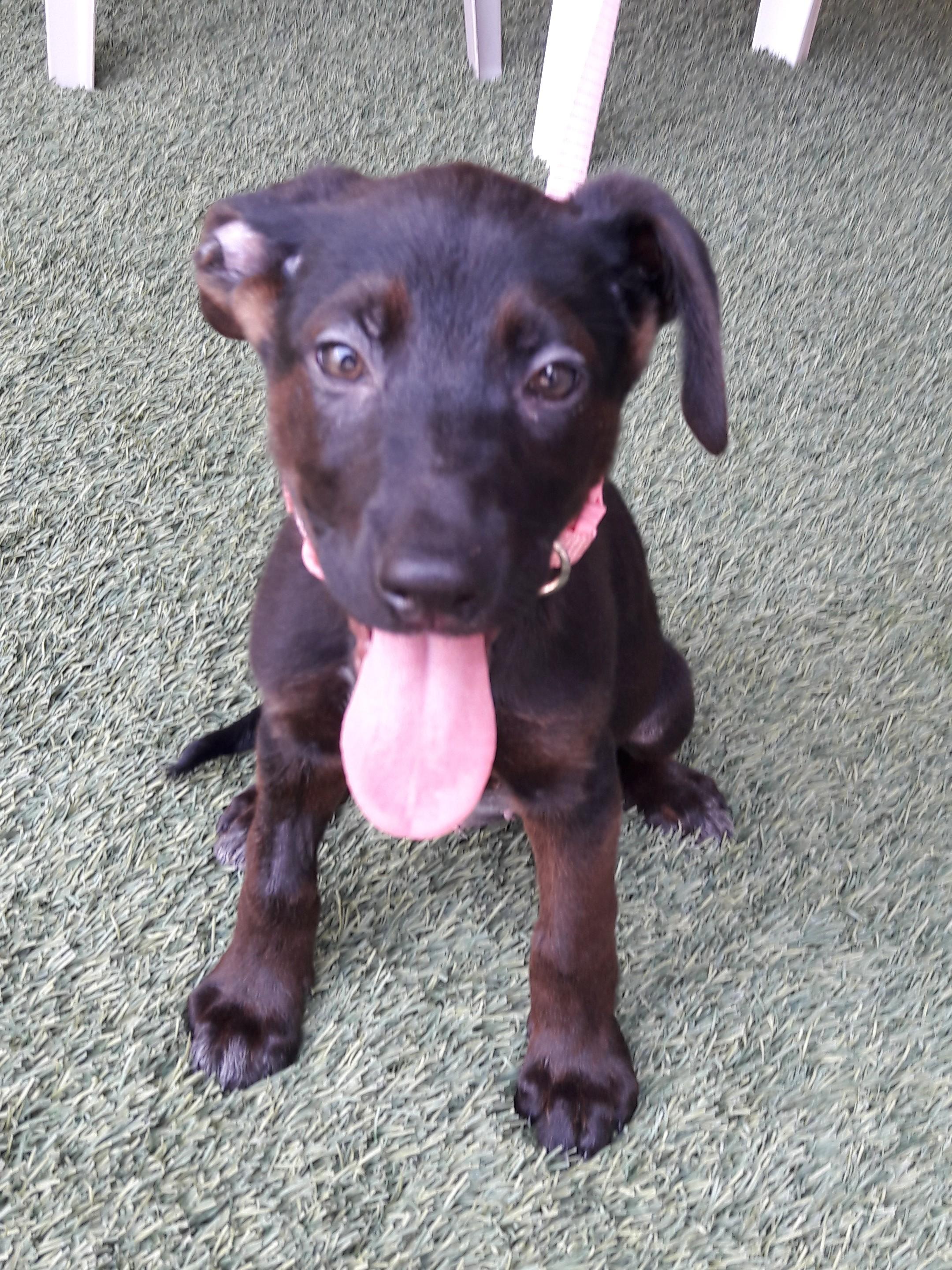 Shirley, an adopted mixed breed in Mesquite, NV image 3/3