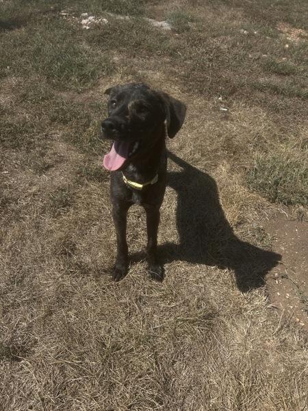 McCoy, Adoptable, Young Male Shepherd & Plott Hound.